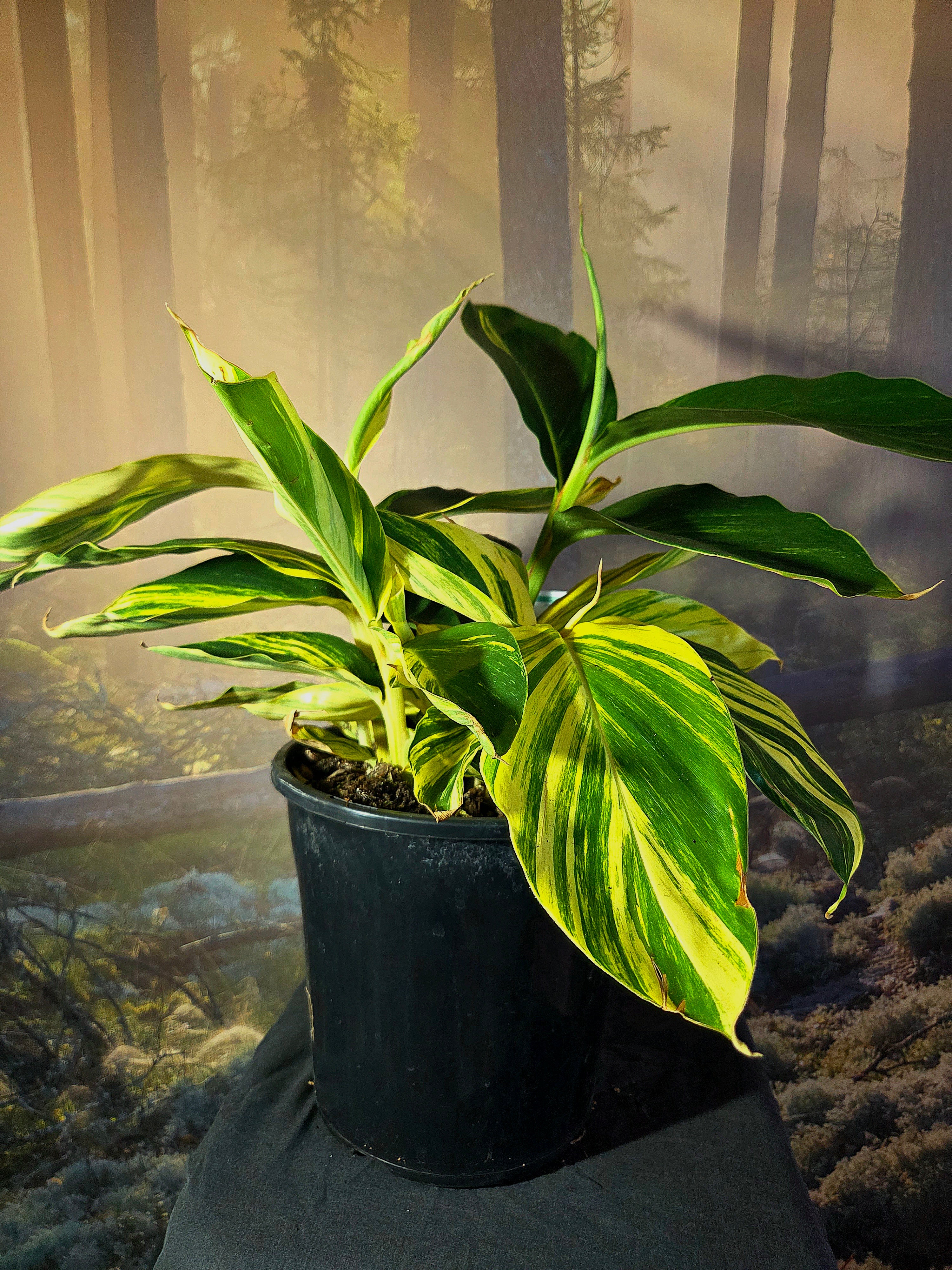 Alpinia Zerumbet - Variegated Shell Ginger