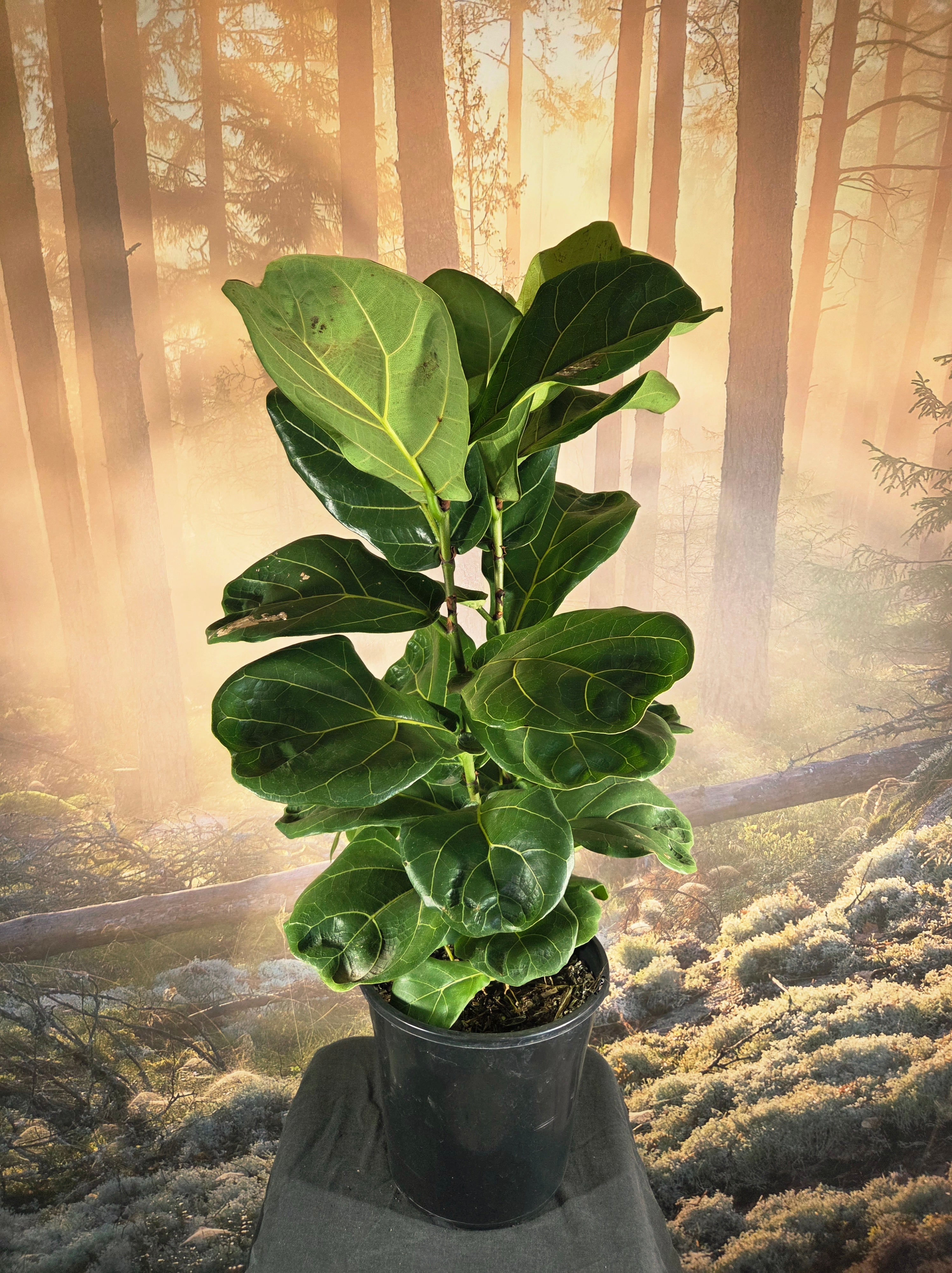 Ficus Lyrata - Fiddle leaf fig