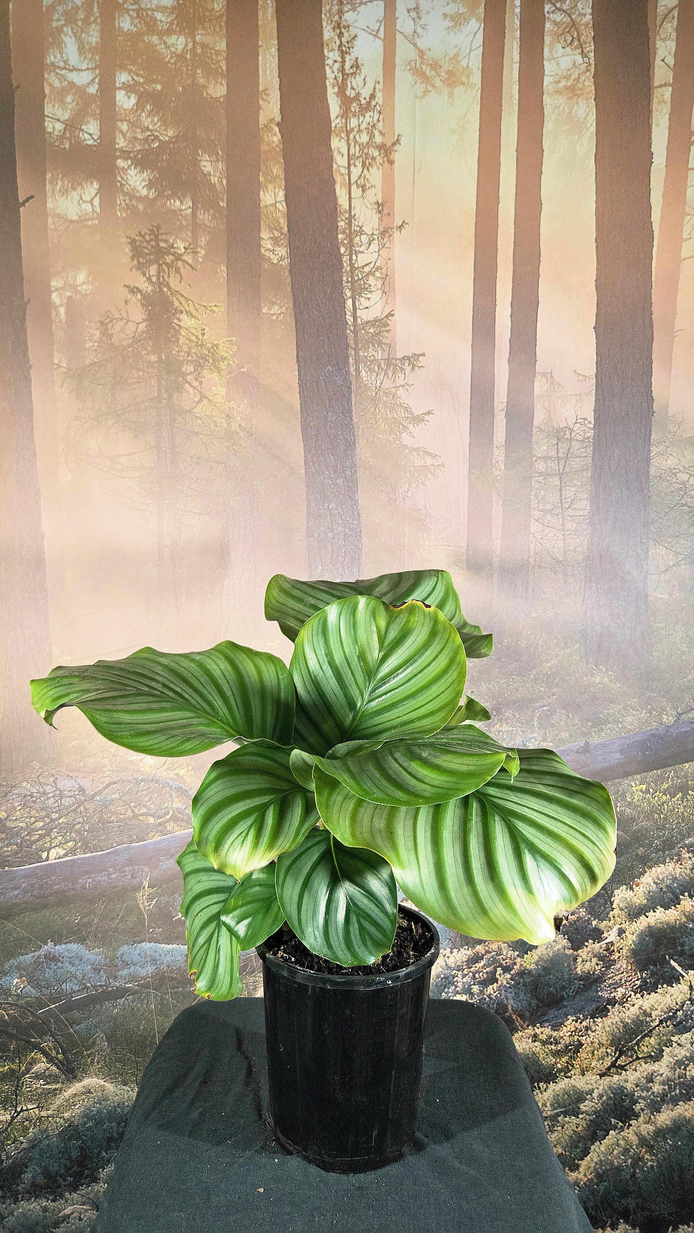 Calathea orbifolia