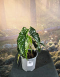 Begonia maculata