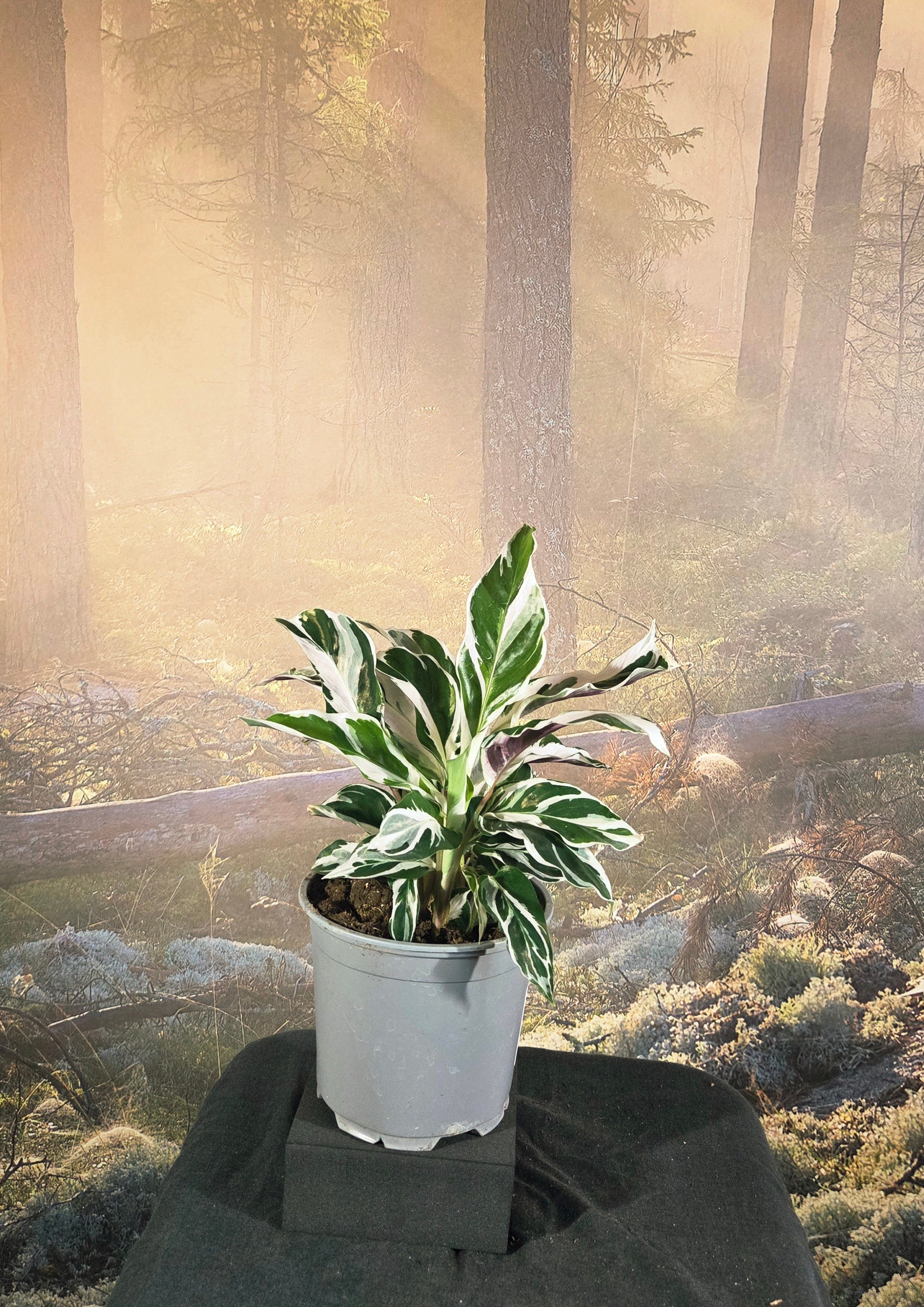 Calathea white fusion