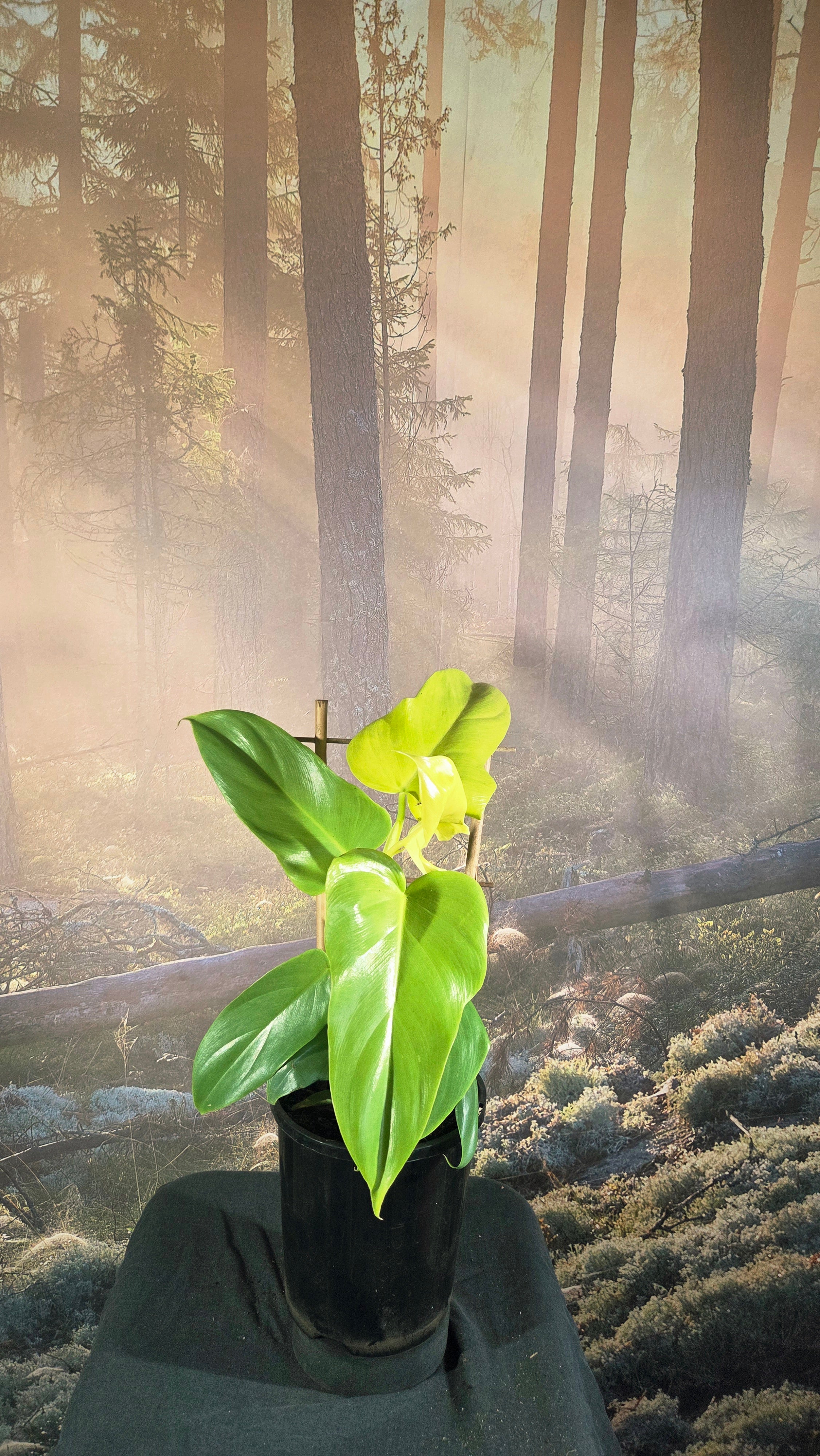 Philodendron Violin aurea