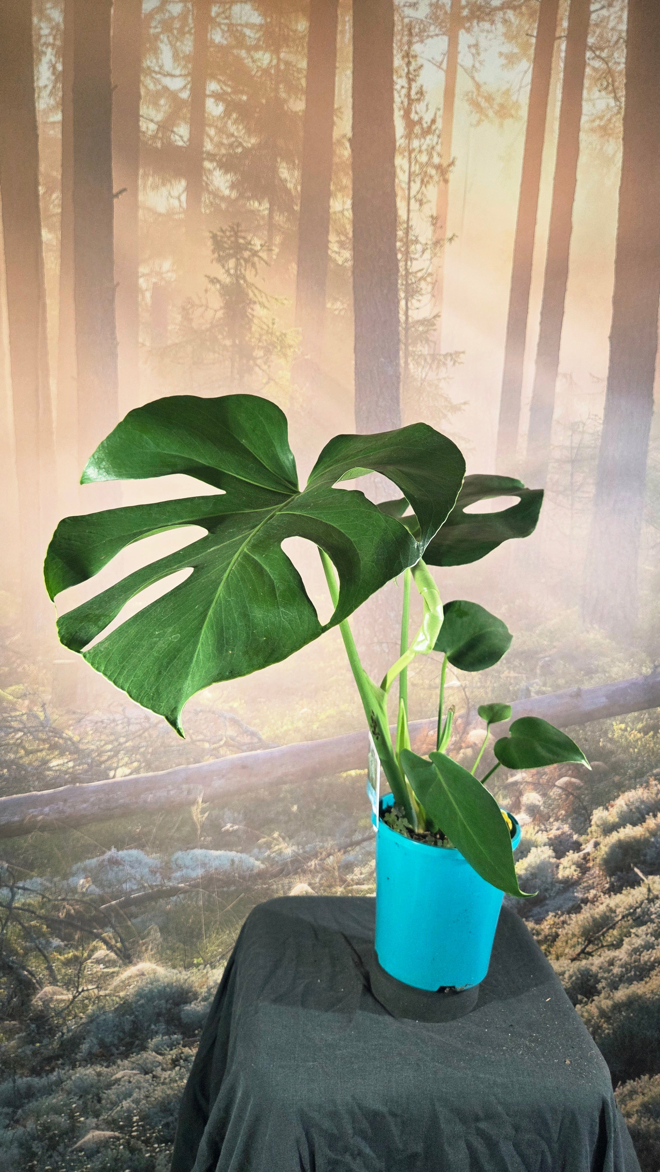 Monstera deliciosa
