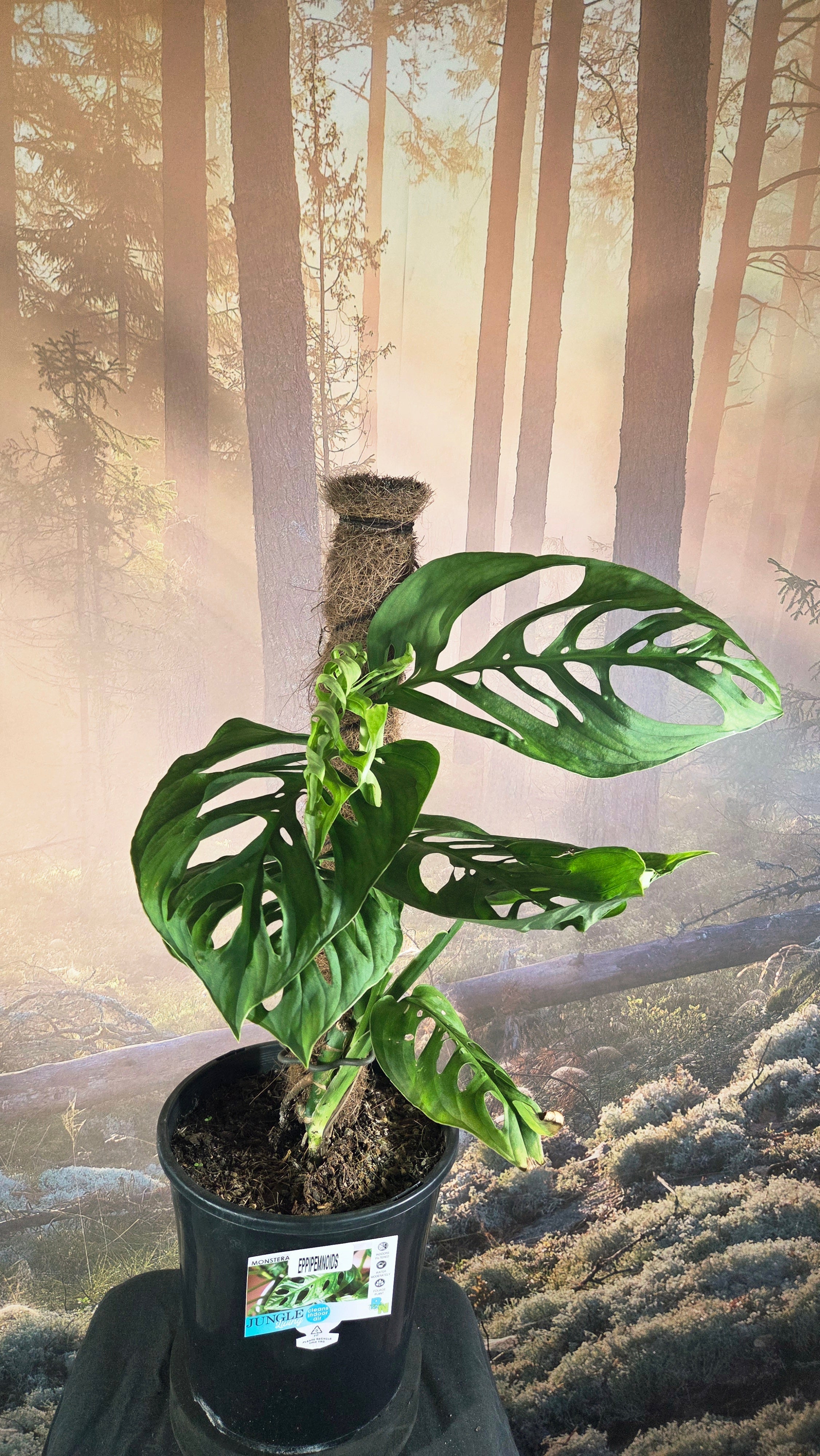 Monstera esqueleto