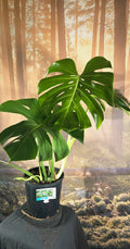 Monstera deliciosa