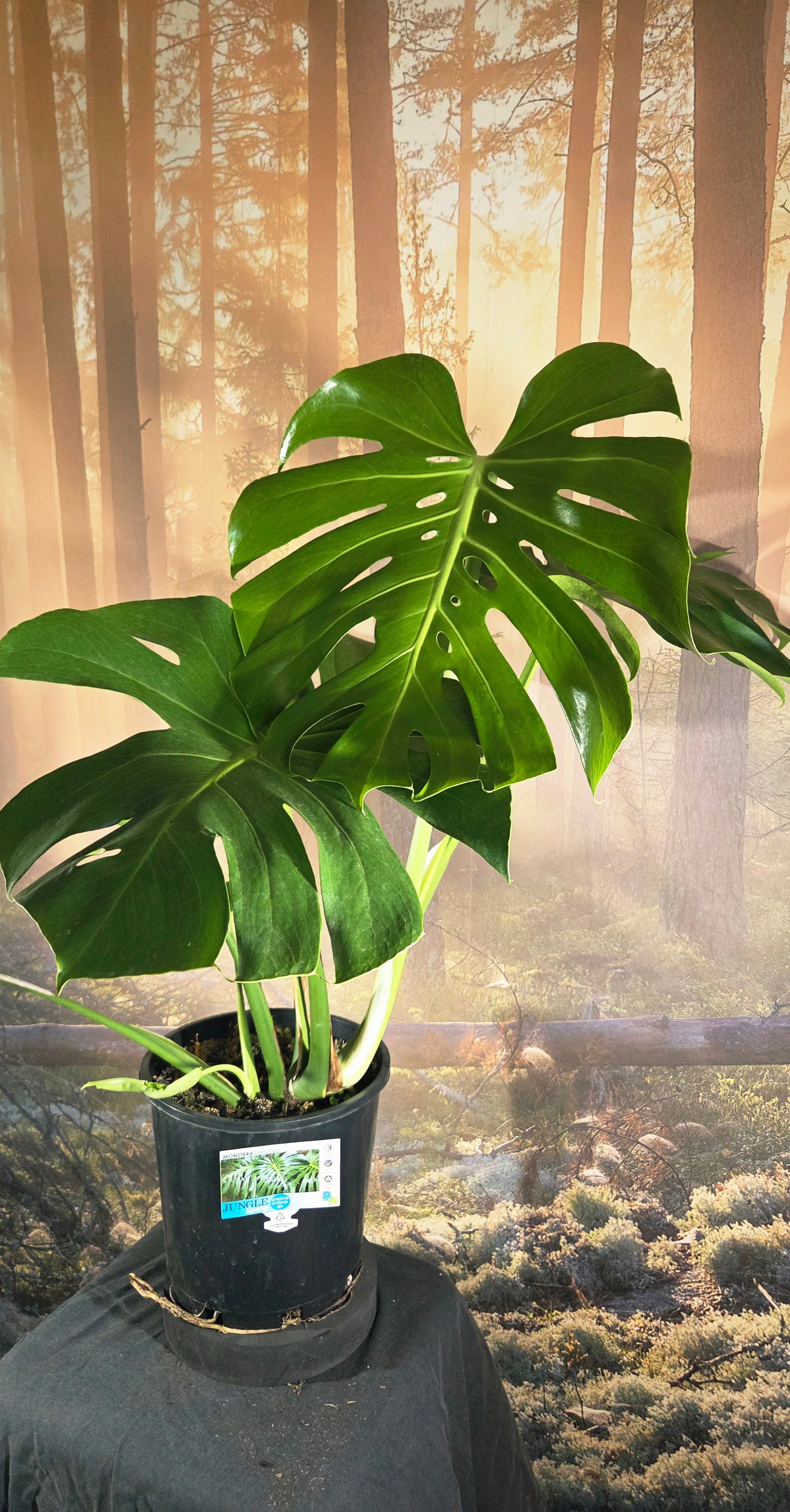 Monstera deliciosa