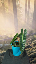 Philodendron Billitae
