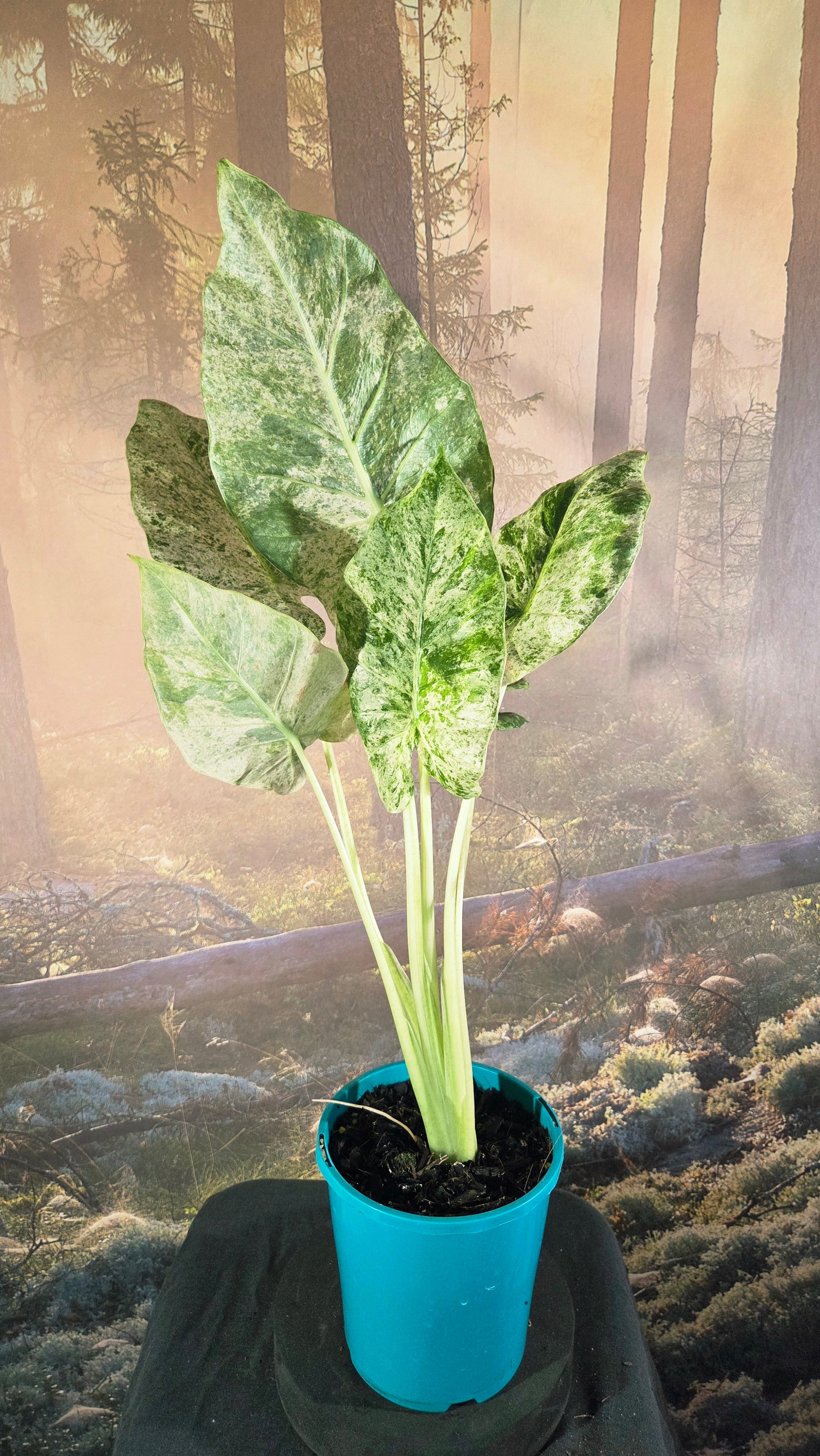 Alocasia odora batik