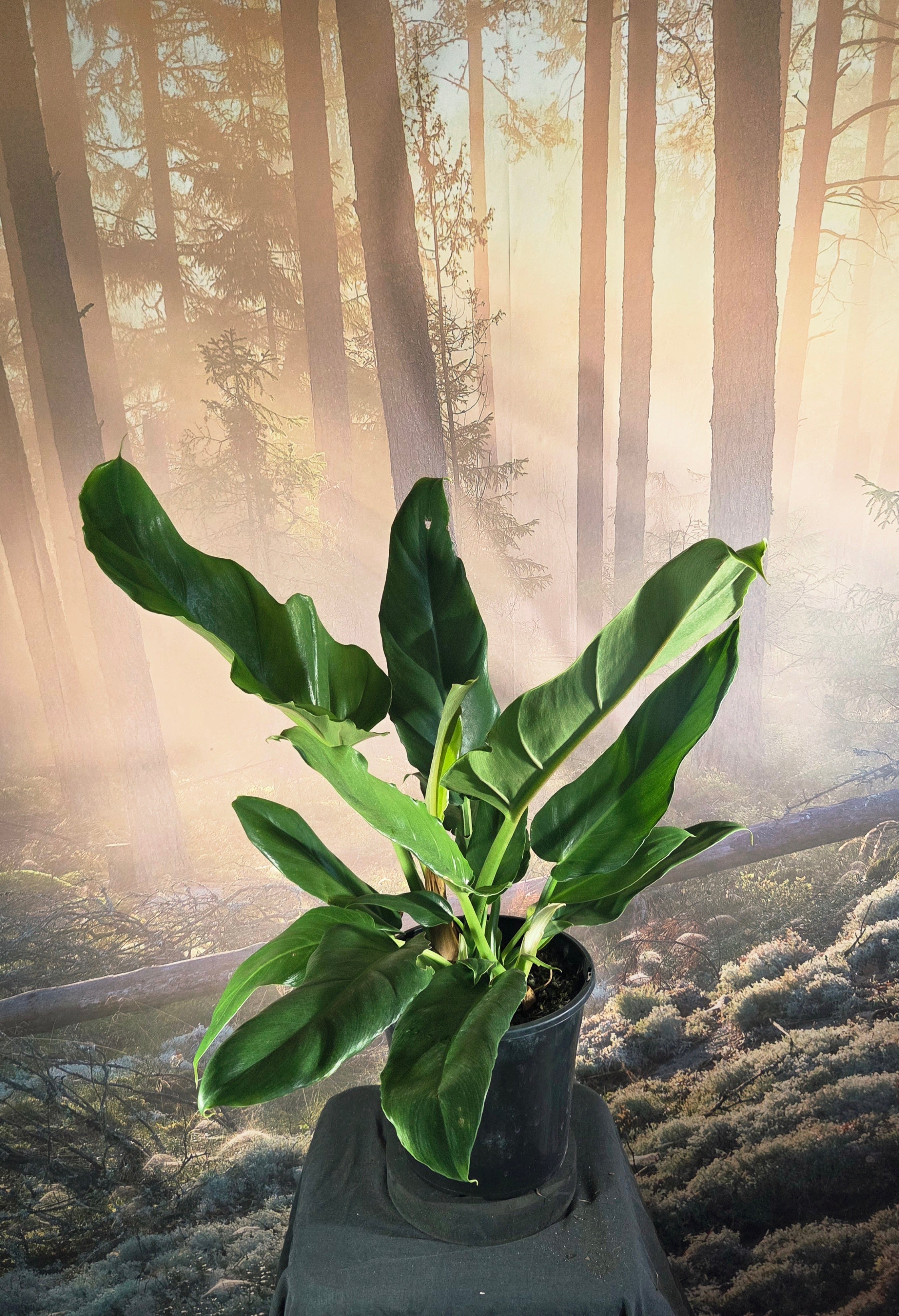 Philodendron Pegasus