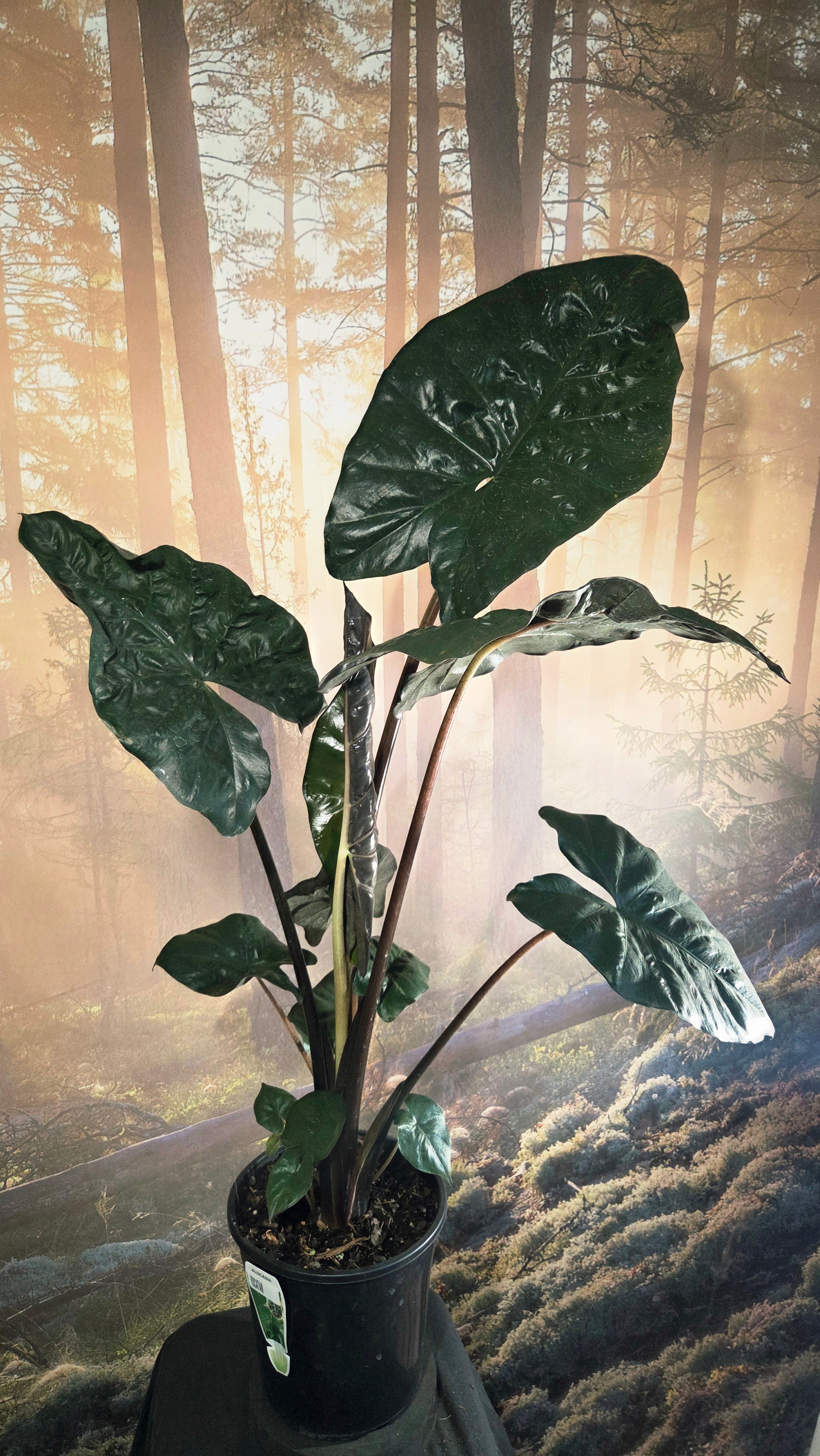 Alocasia yucatan princess