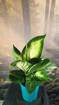 Dieffenbachia tropic marianne
