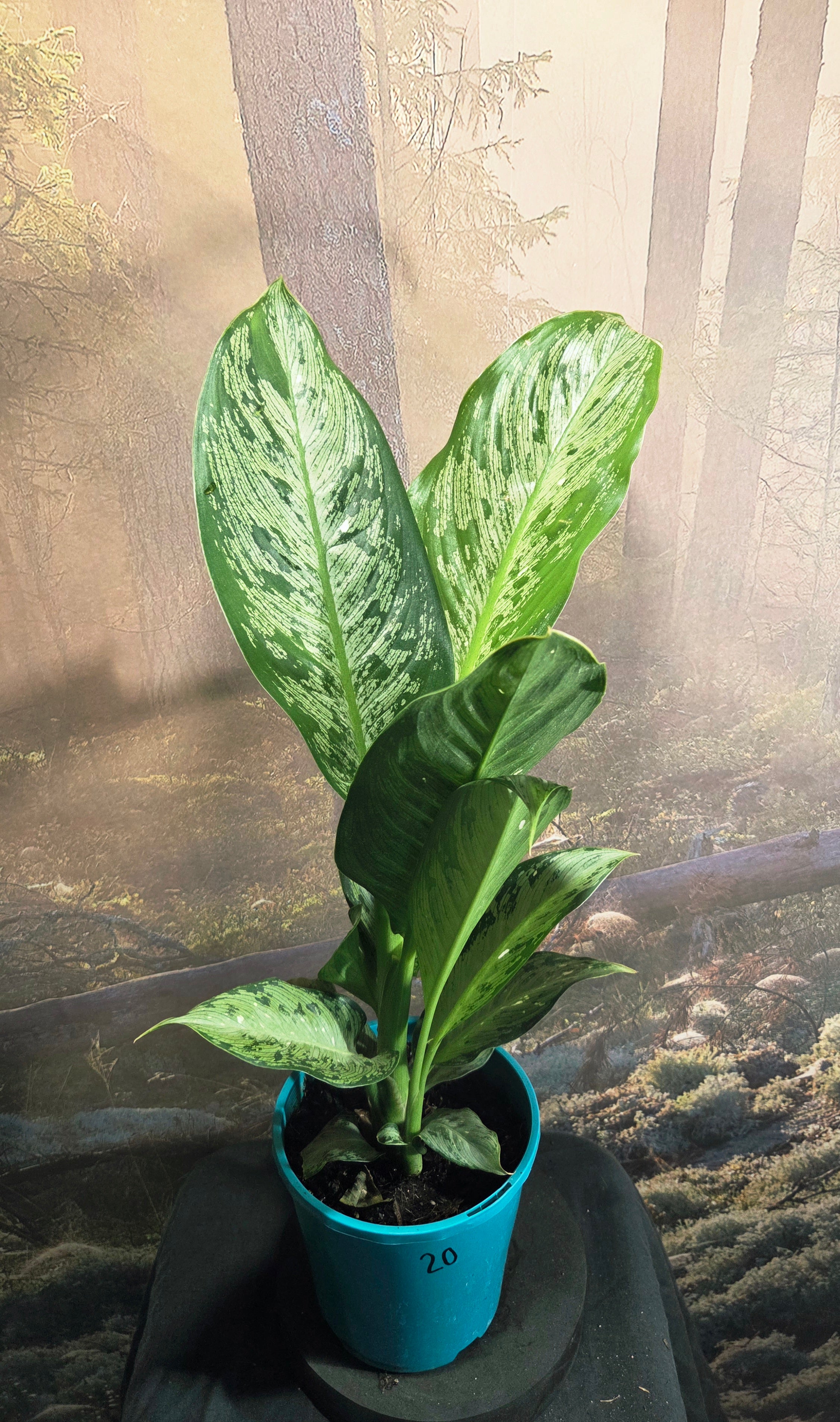 Dieffenbachia tropical tiki
