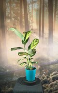 Ctenanthe pilosa