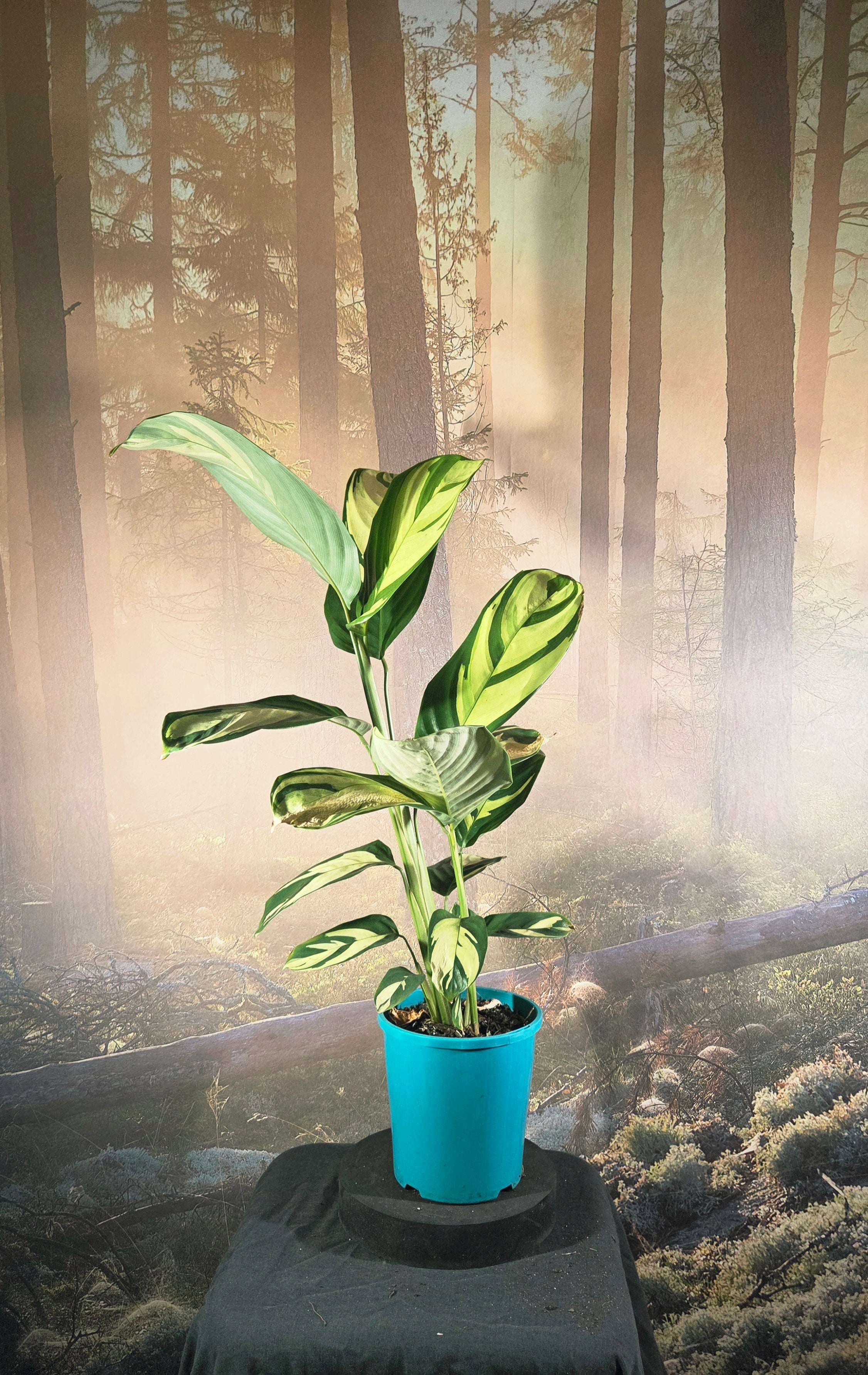 Ctenanthe pilosa
