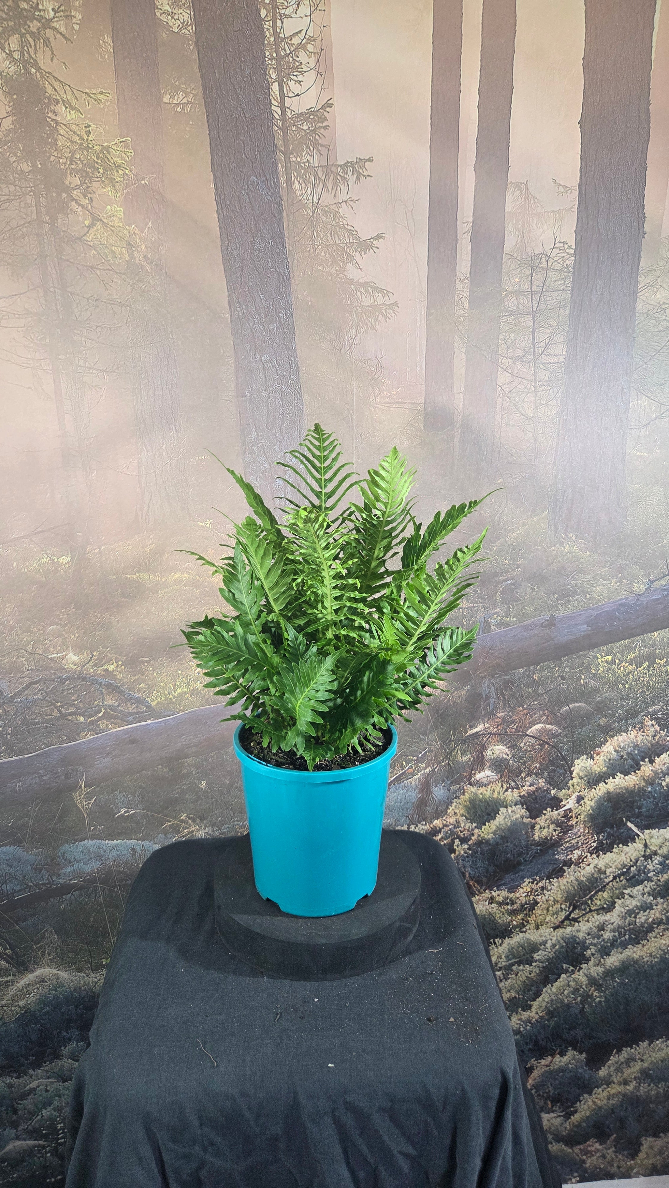 Blechnum Silver Lady fern