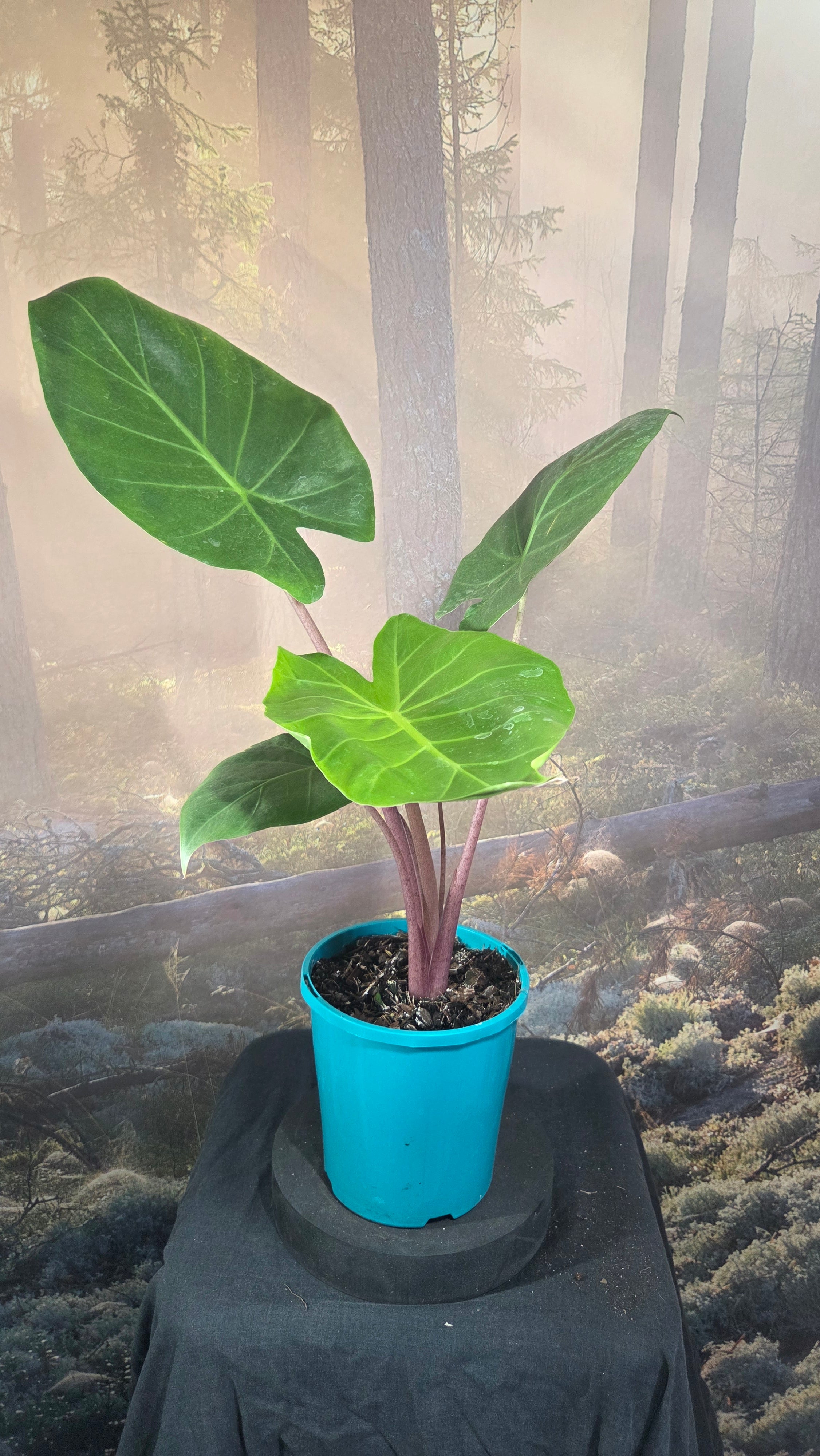 Alocasia red imperial