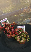 Fittonia species