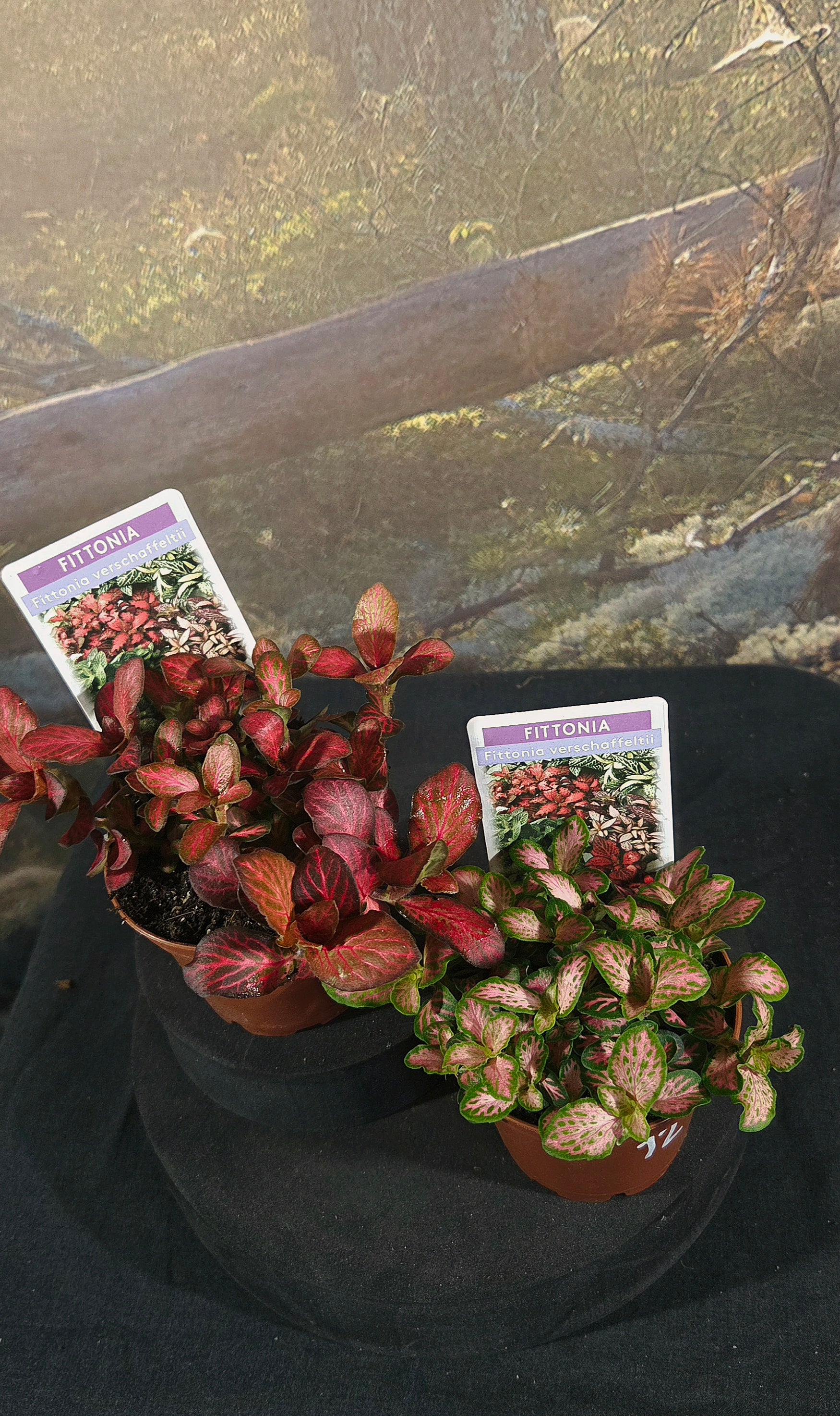 Fittonia species