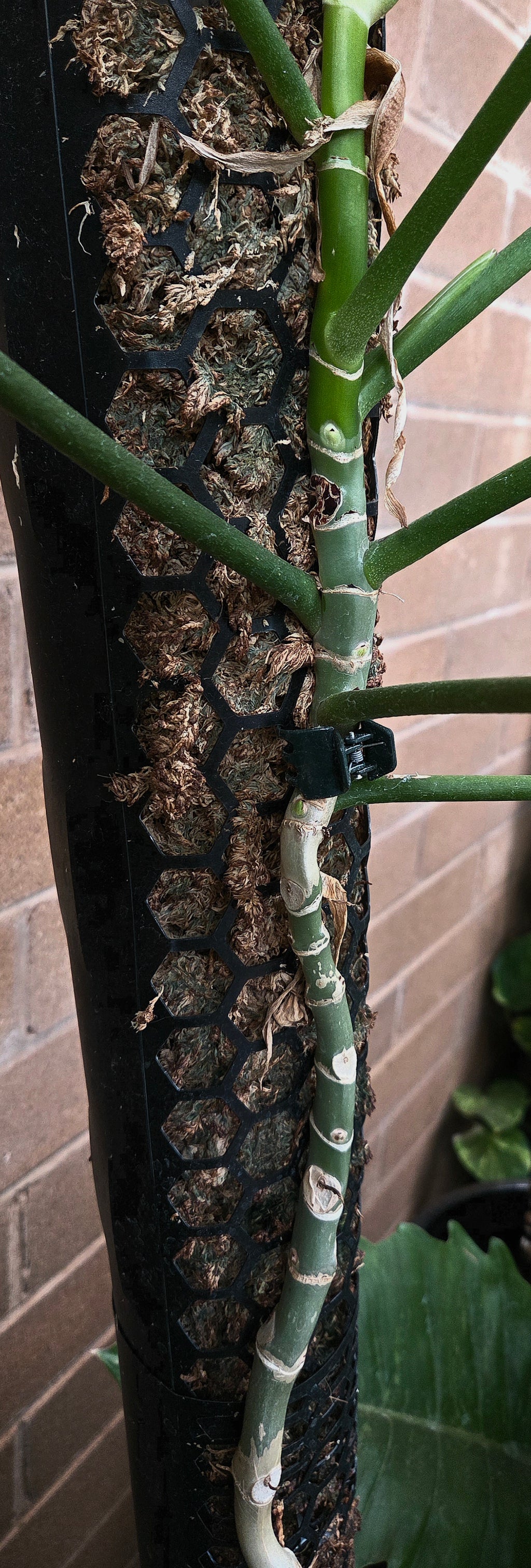 Moss pole sleeve