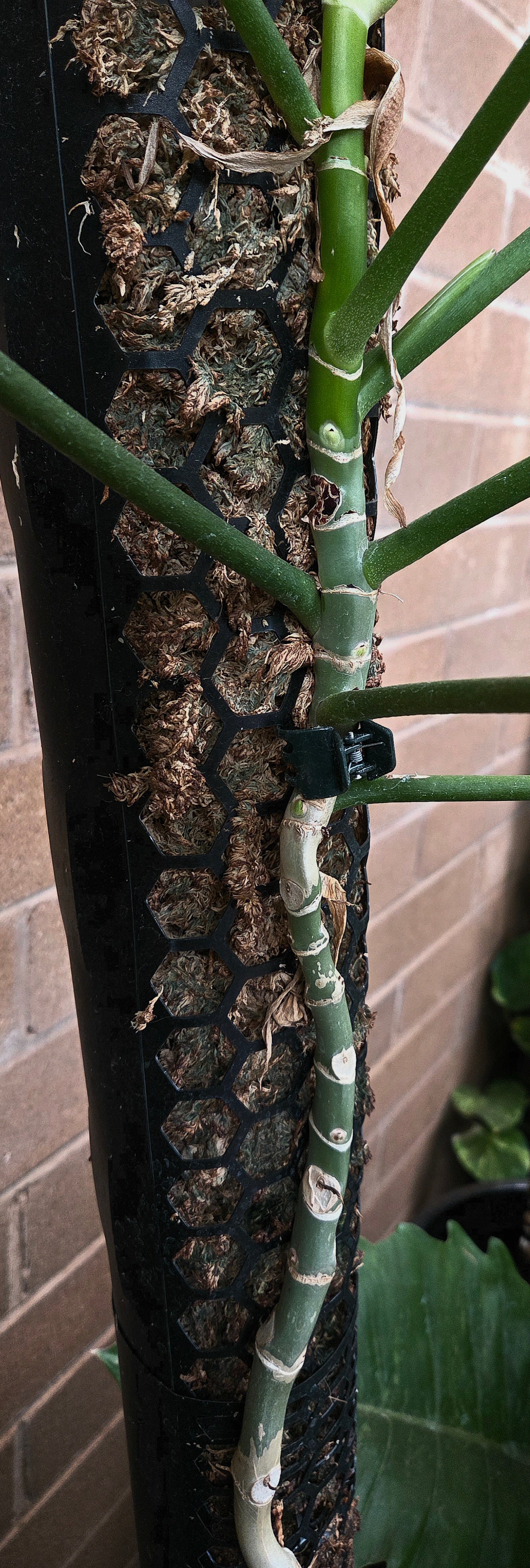 Moss pole sleeve 5pack