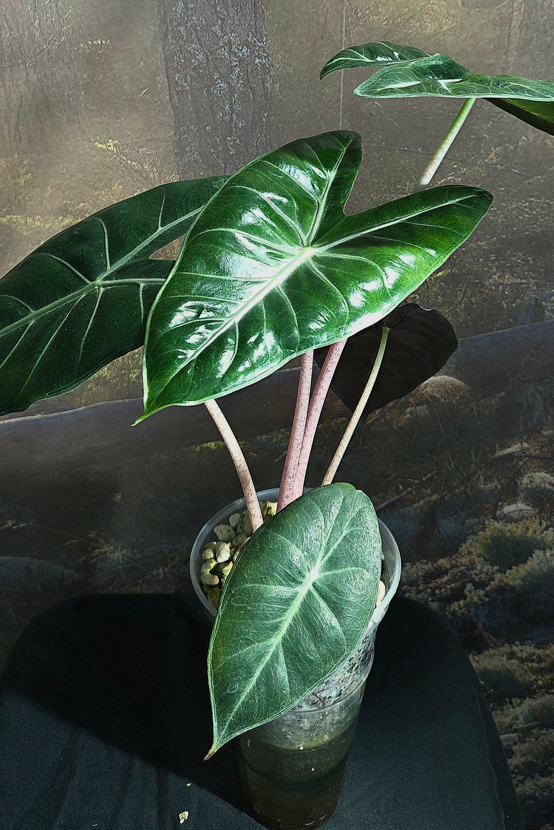 Alocasia Pink Dragon