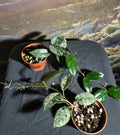 Hoya Wilbur Graves