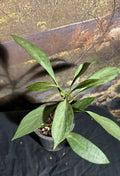 Hoya NG Silver Ghost