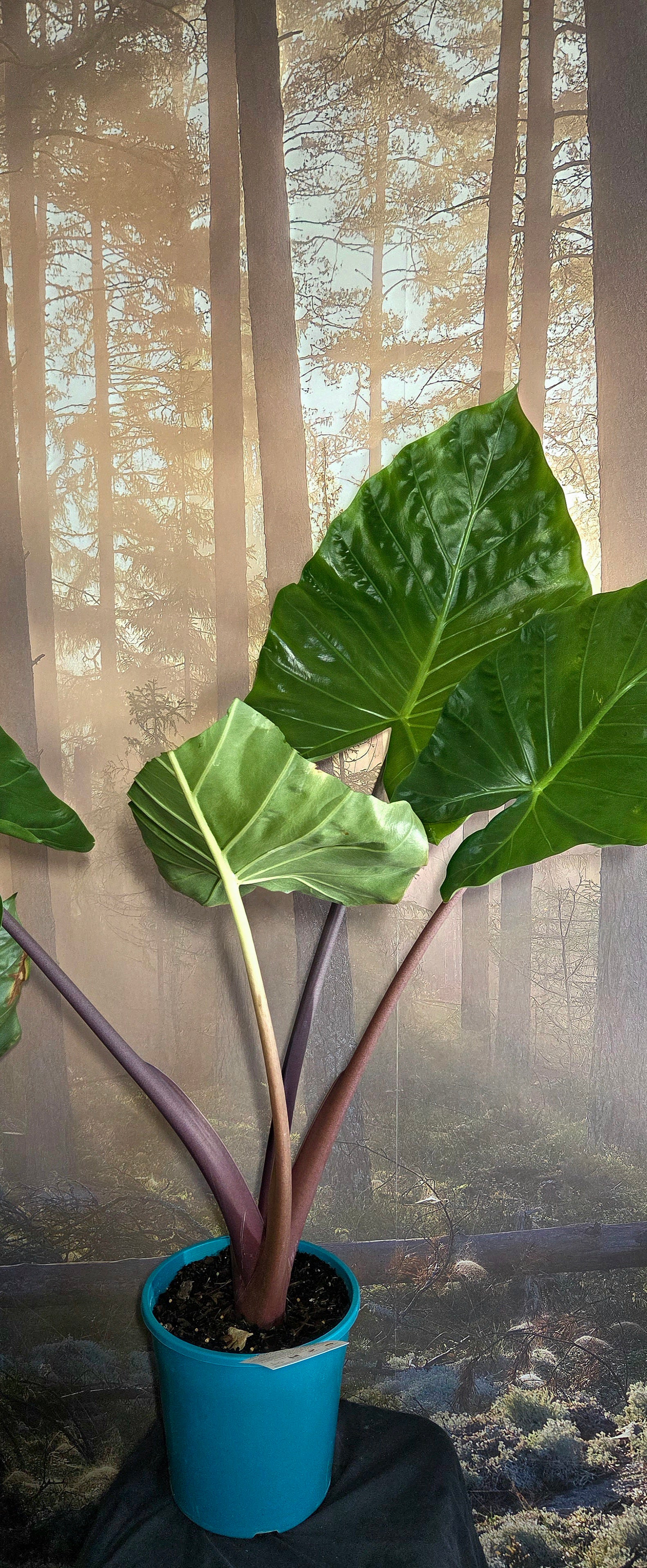 Alocasia Red Stem