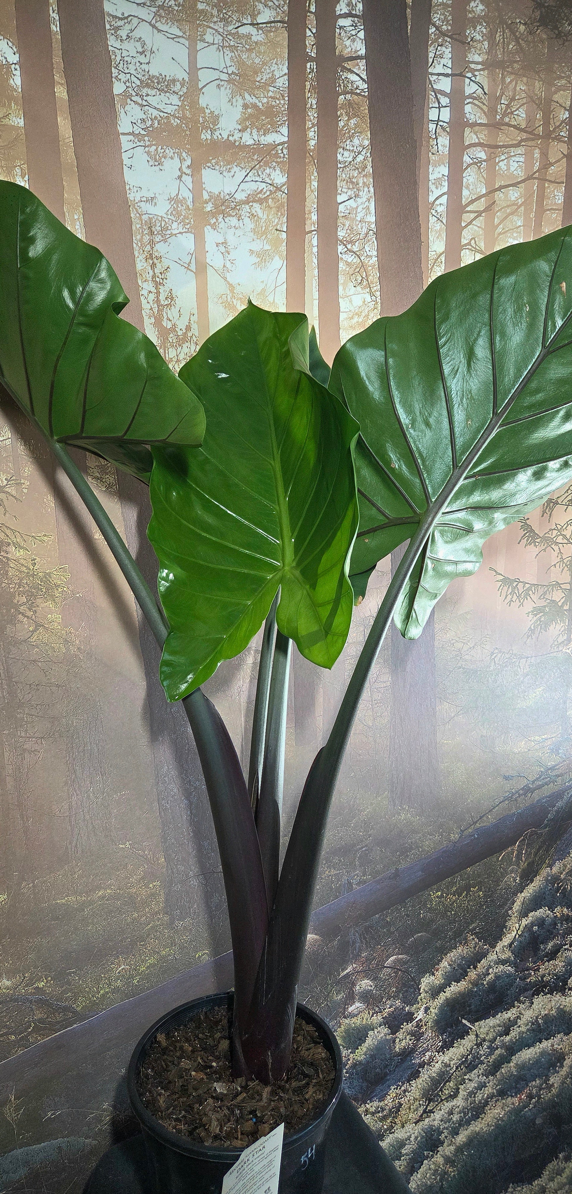 Alocasia Black stem