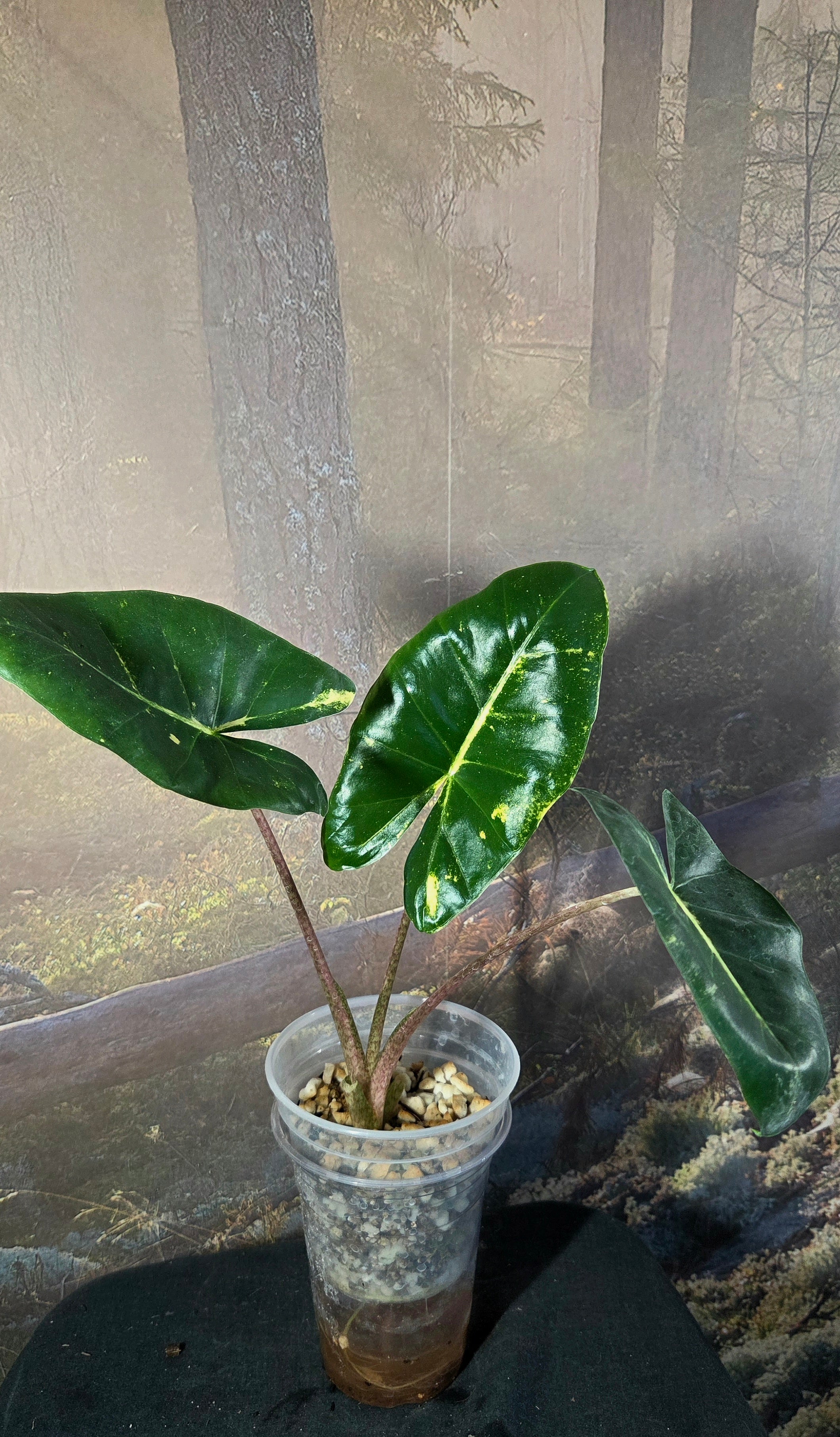 Alocasia New Guinea Gold - Rare