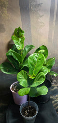 Ficus Lyrata