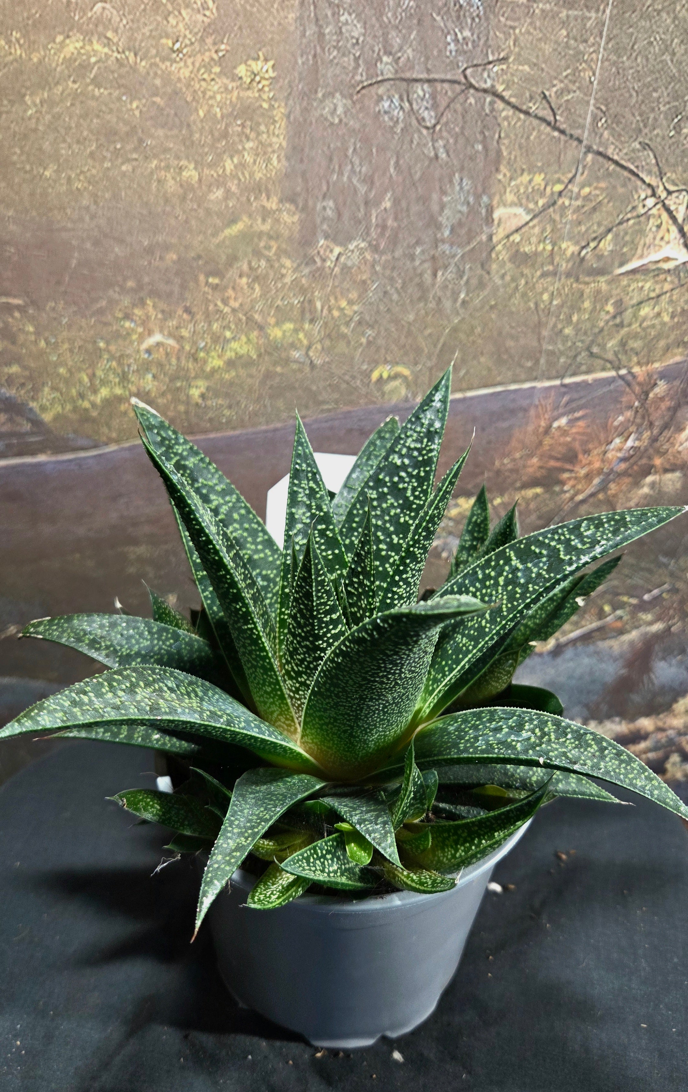 Aloe species