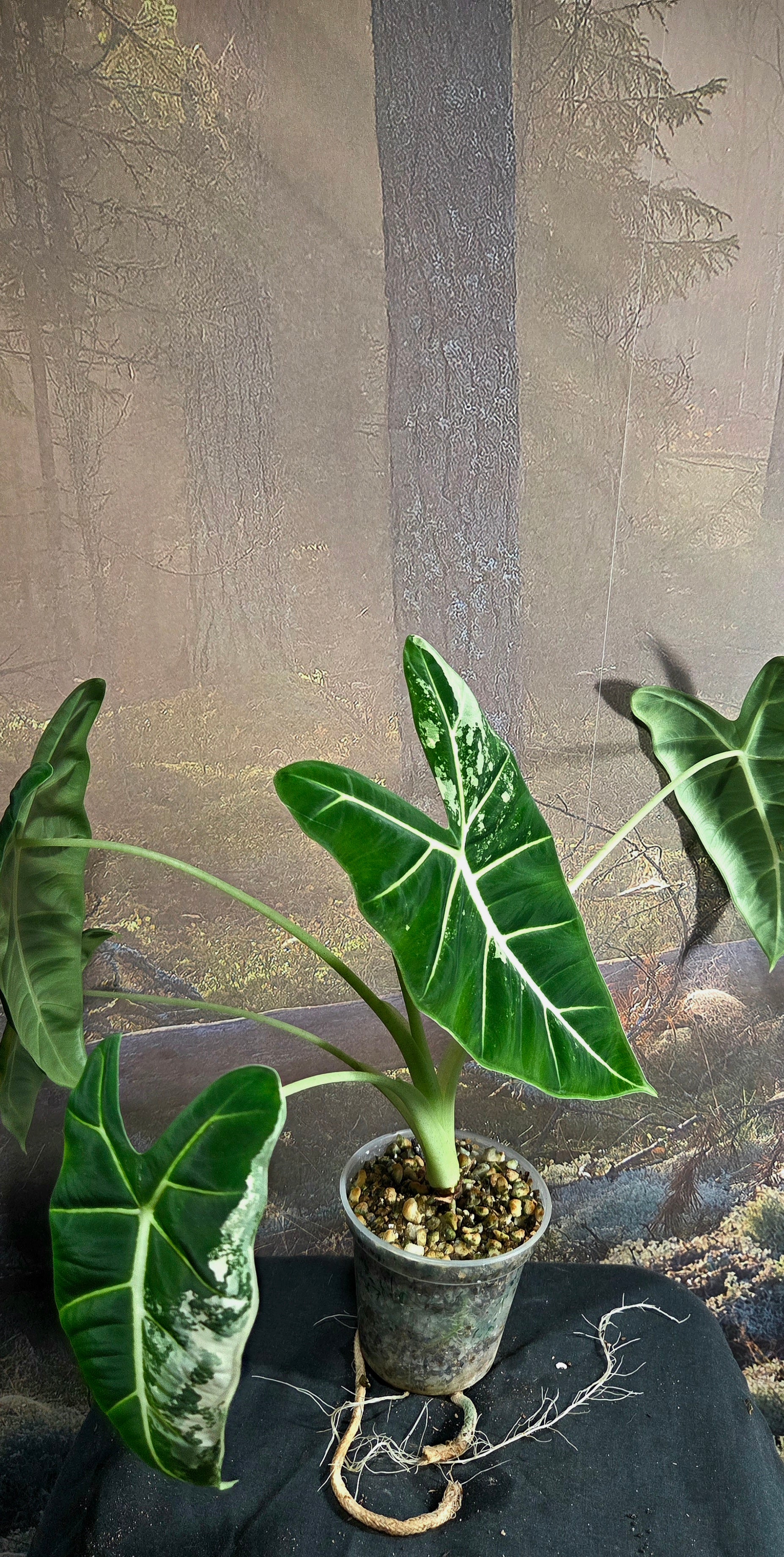 Alocasia Frydek - low-variegation