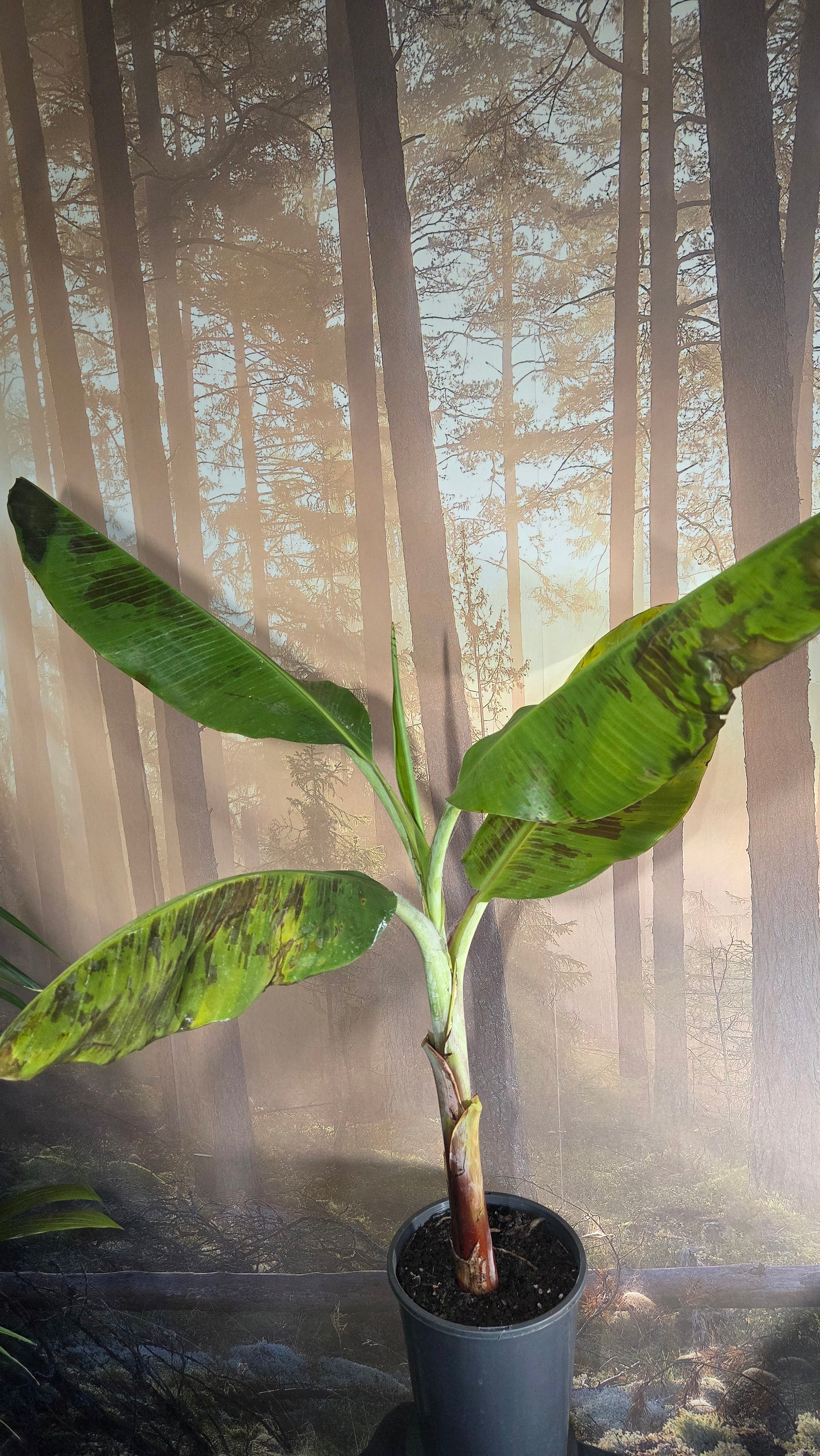 Banana Musa William Cavendish