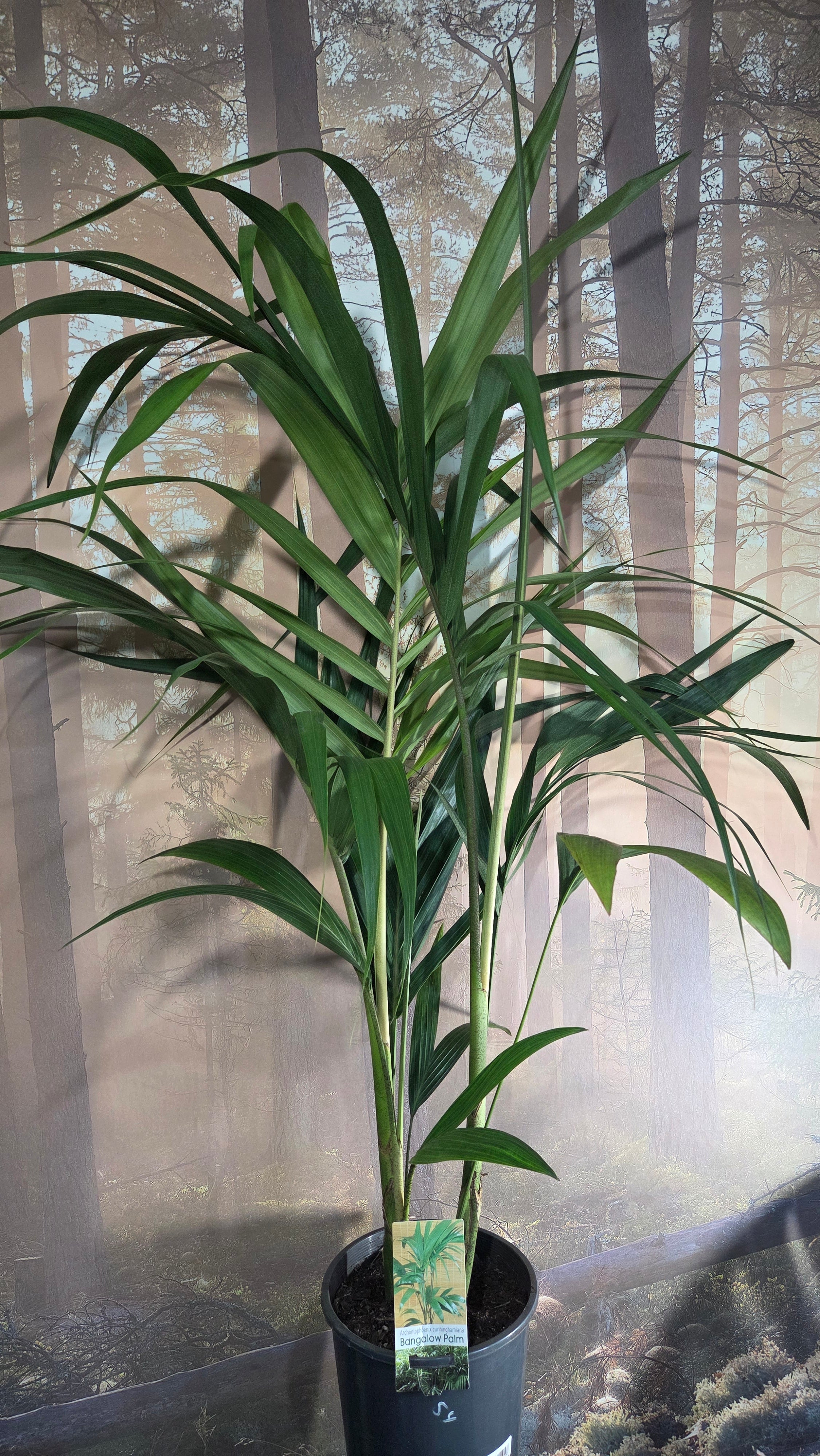 Bangalow palm - Archontophoenix cumminghamiana