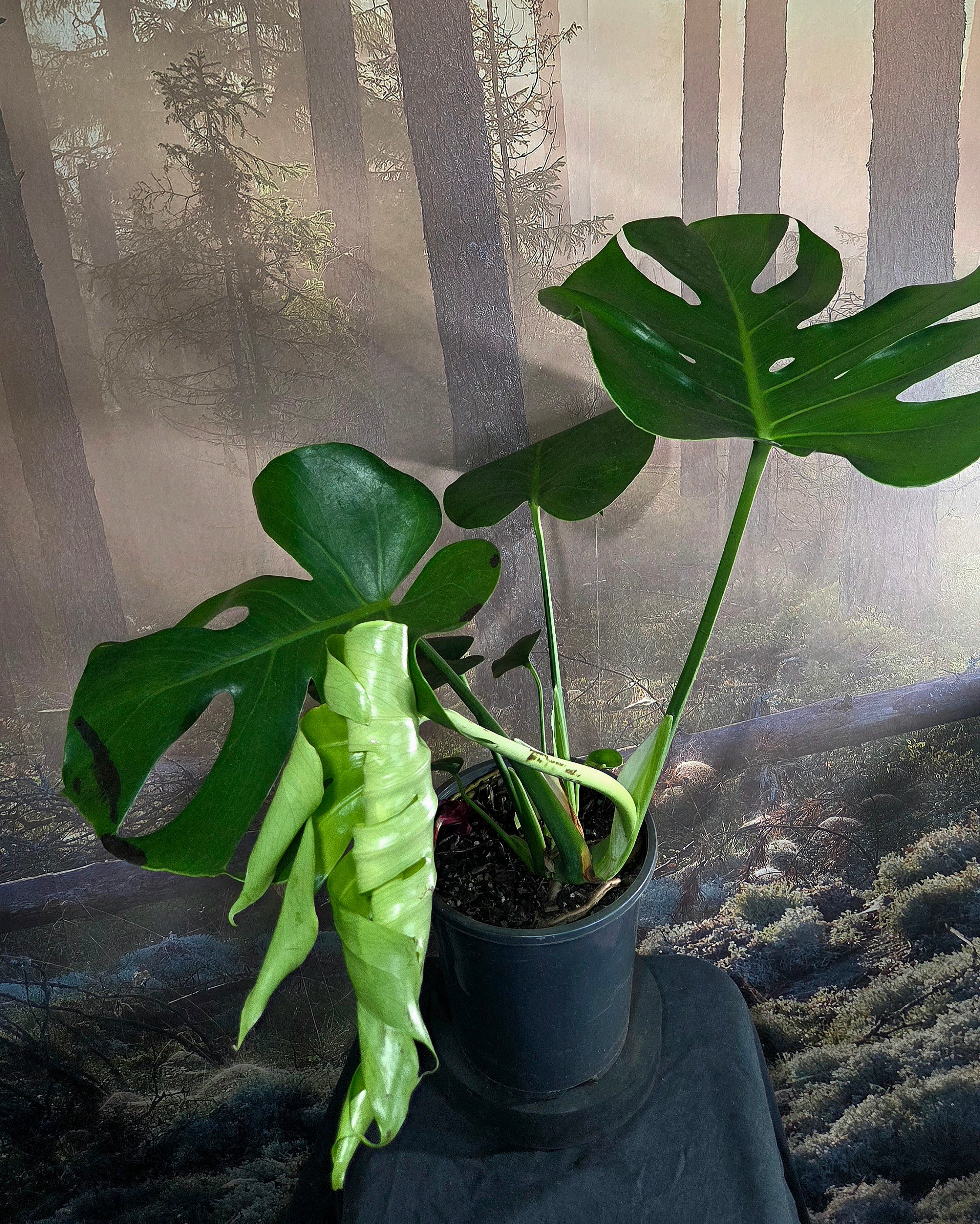 Monstera Deliciosa