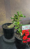 Desert Rose - Adenium RED