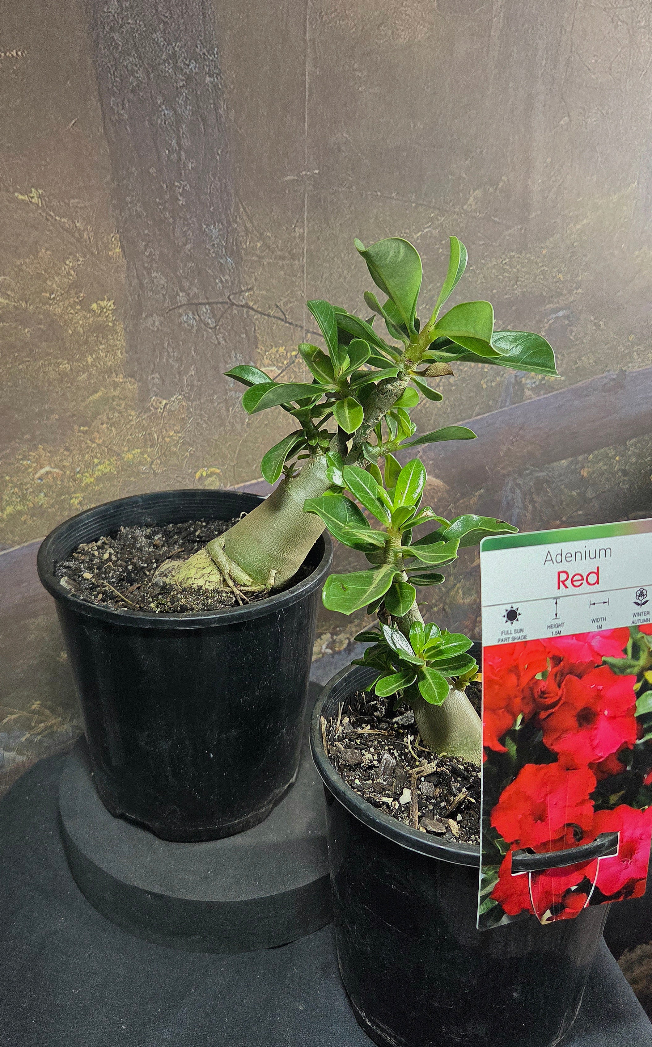 Desert Rose - Adenium RED