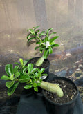 Desert Rose - Adenium WHITE