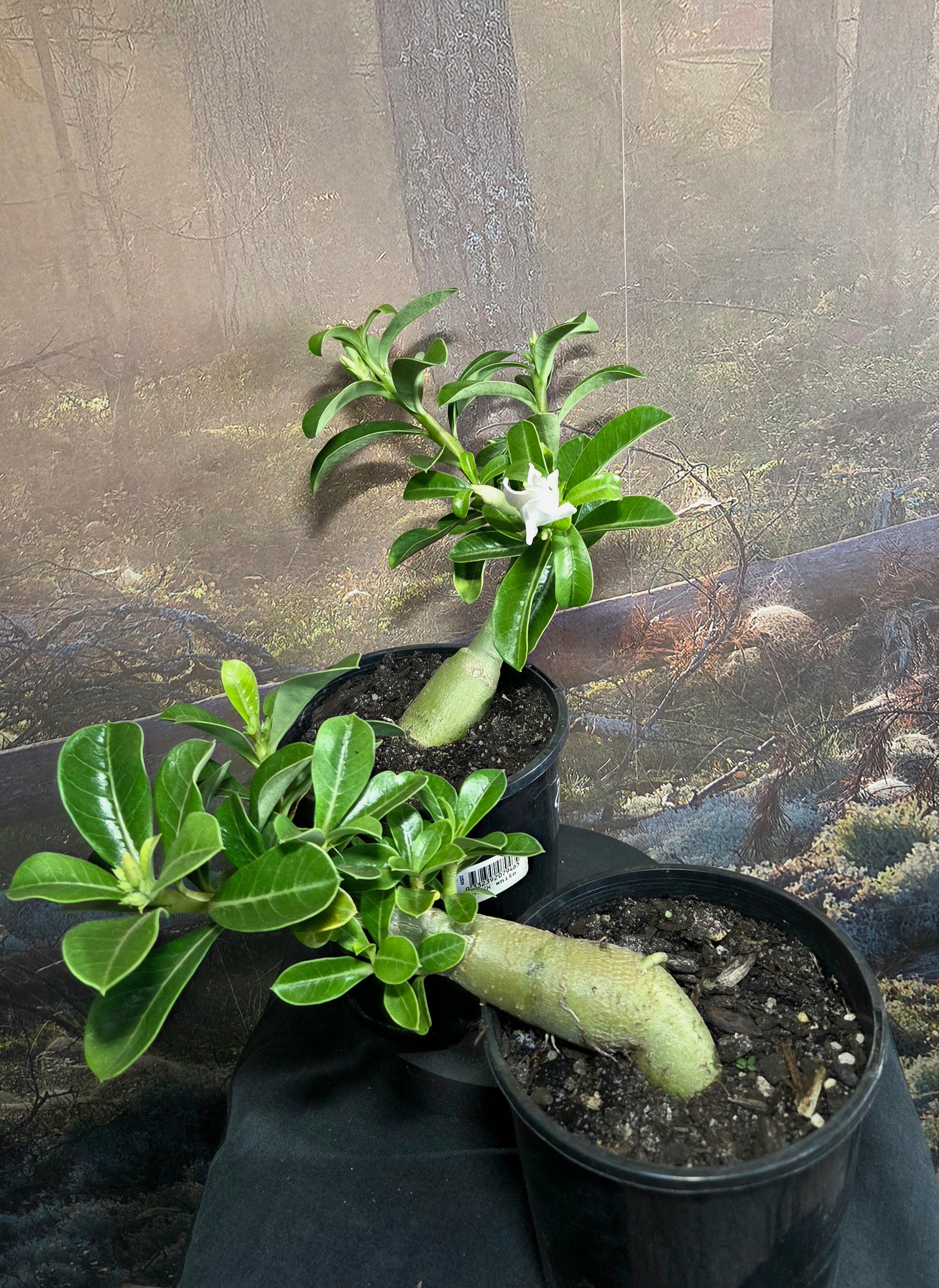 Desert Rose - Adenium WHITE