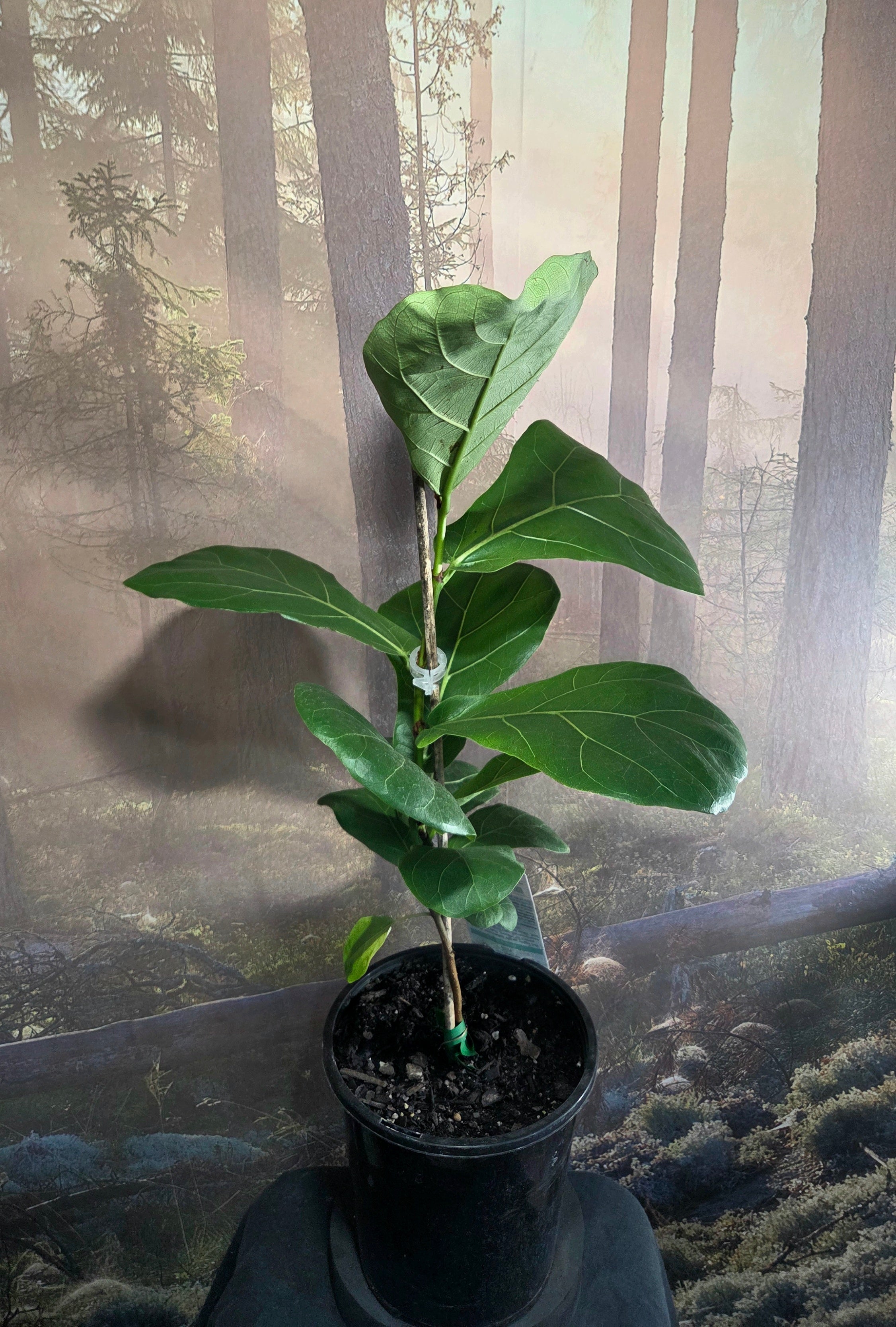 Ficus Lyrata