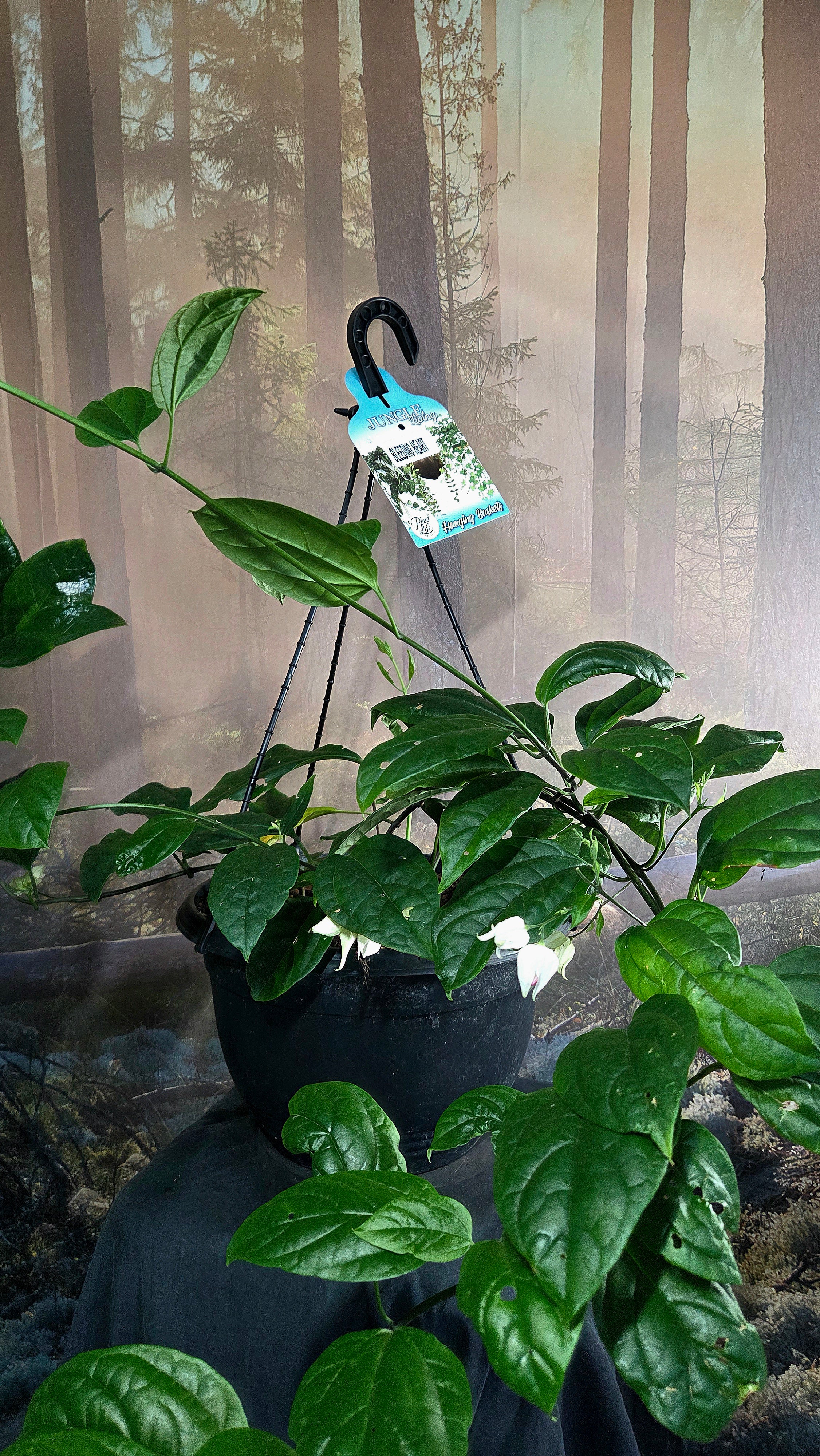 Bleeding heart - Clerodendrum thomsoniae