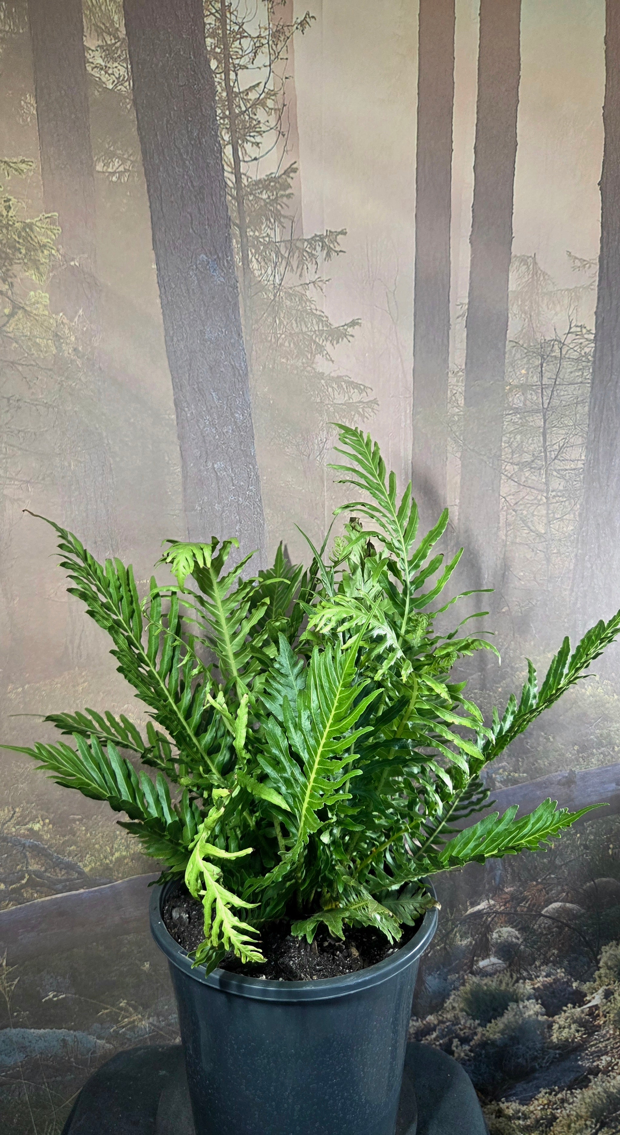 Blechnum - Silver lady fern