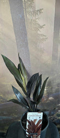 Cordyline Caruba Black
