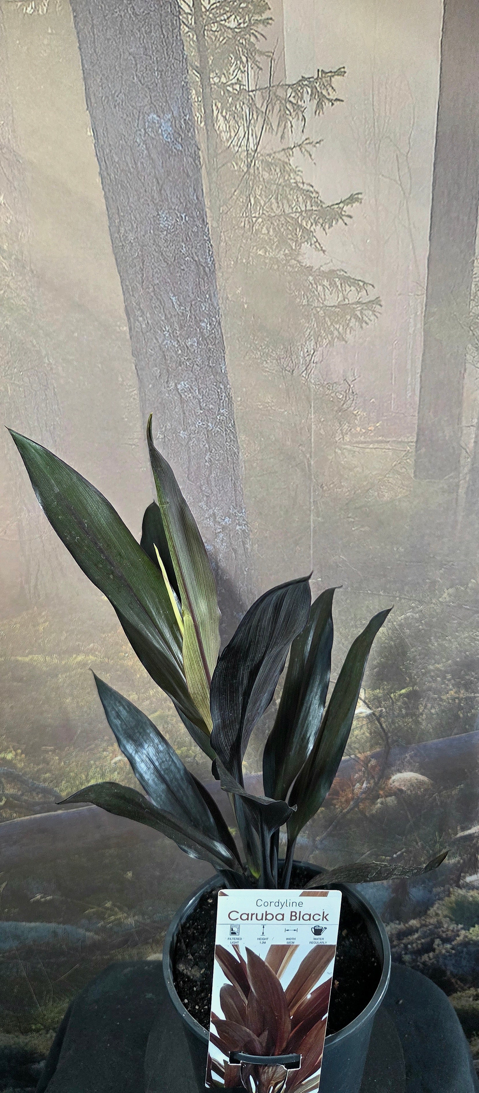 Cordyline Caruba Black