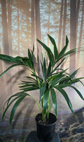 Kentia Palm - Howea Forsteriana