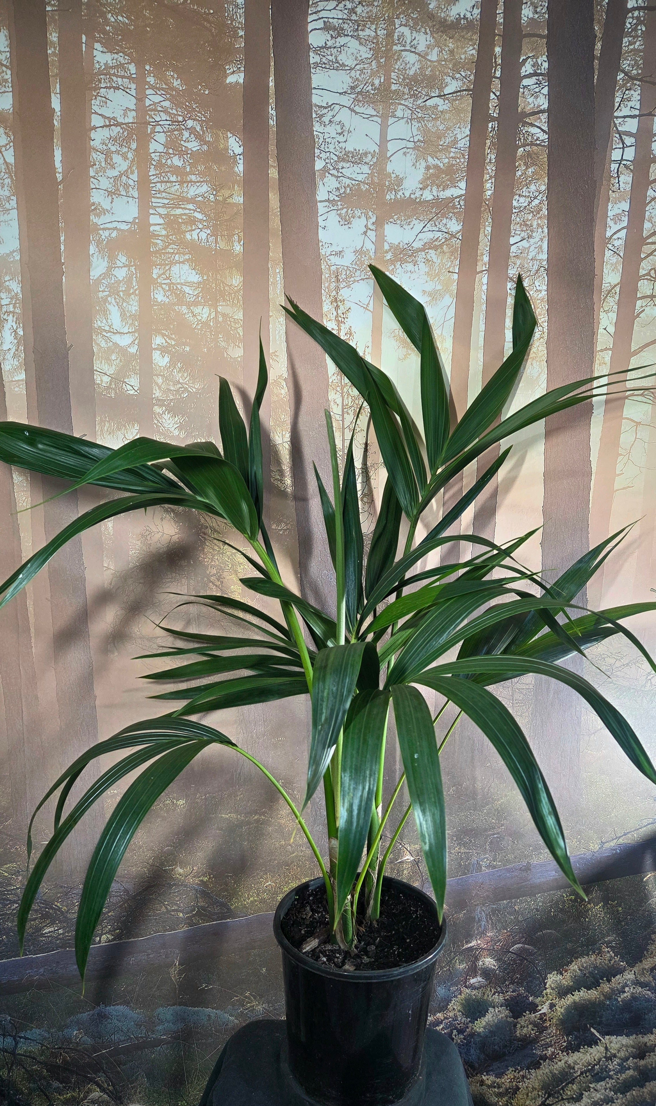 Kentia Palm - Howea Forsteriana