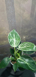 Philodendron Birkin