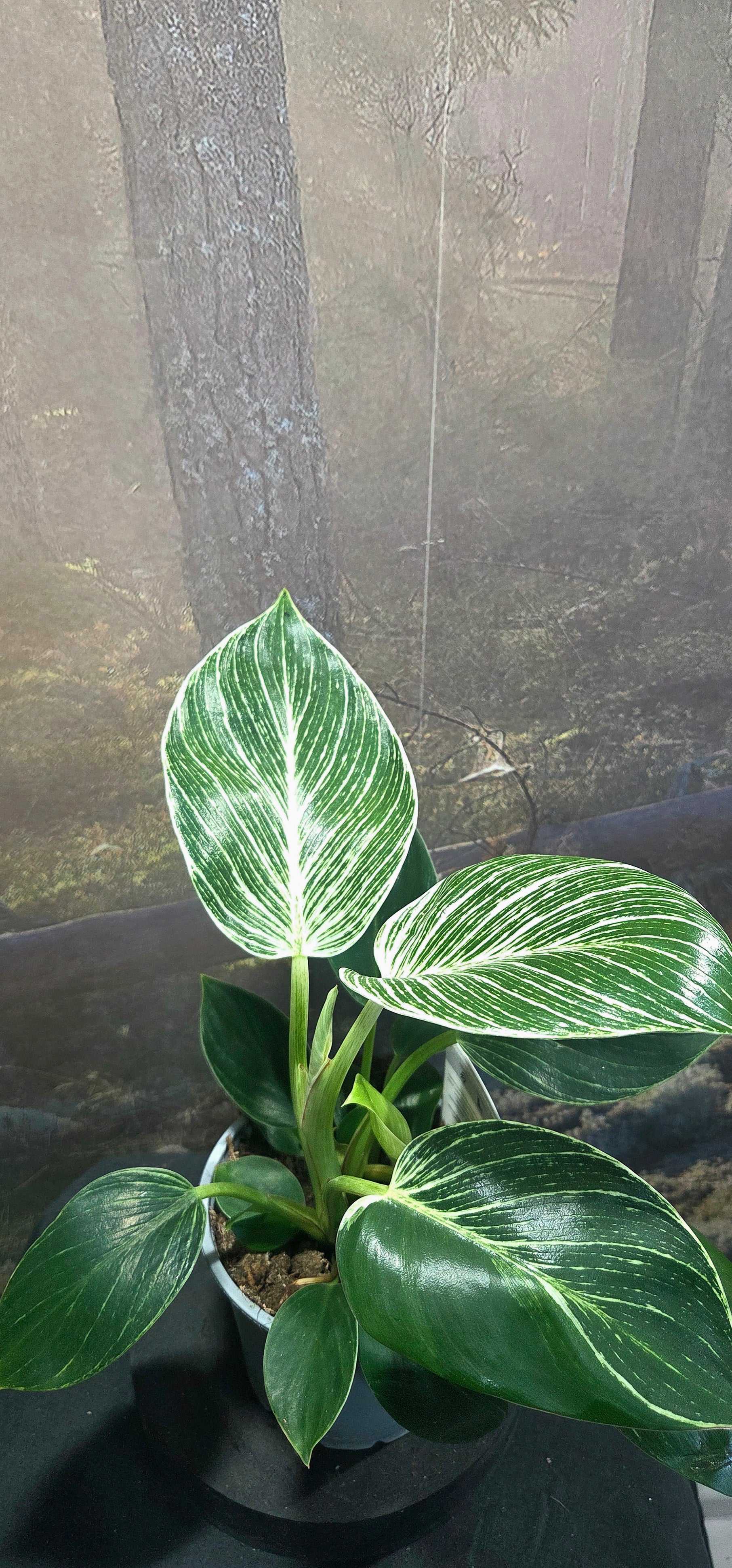 Philodendron Birkin