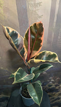 Ficus Elastica Ruby